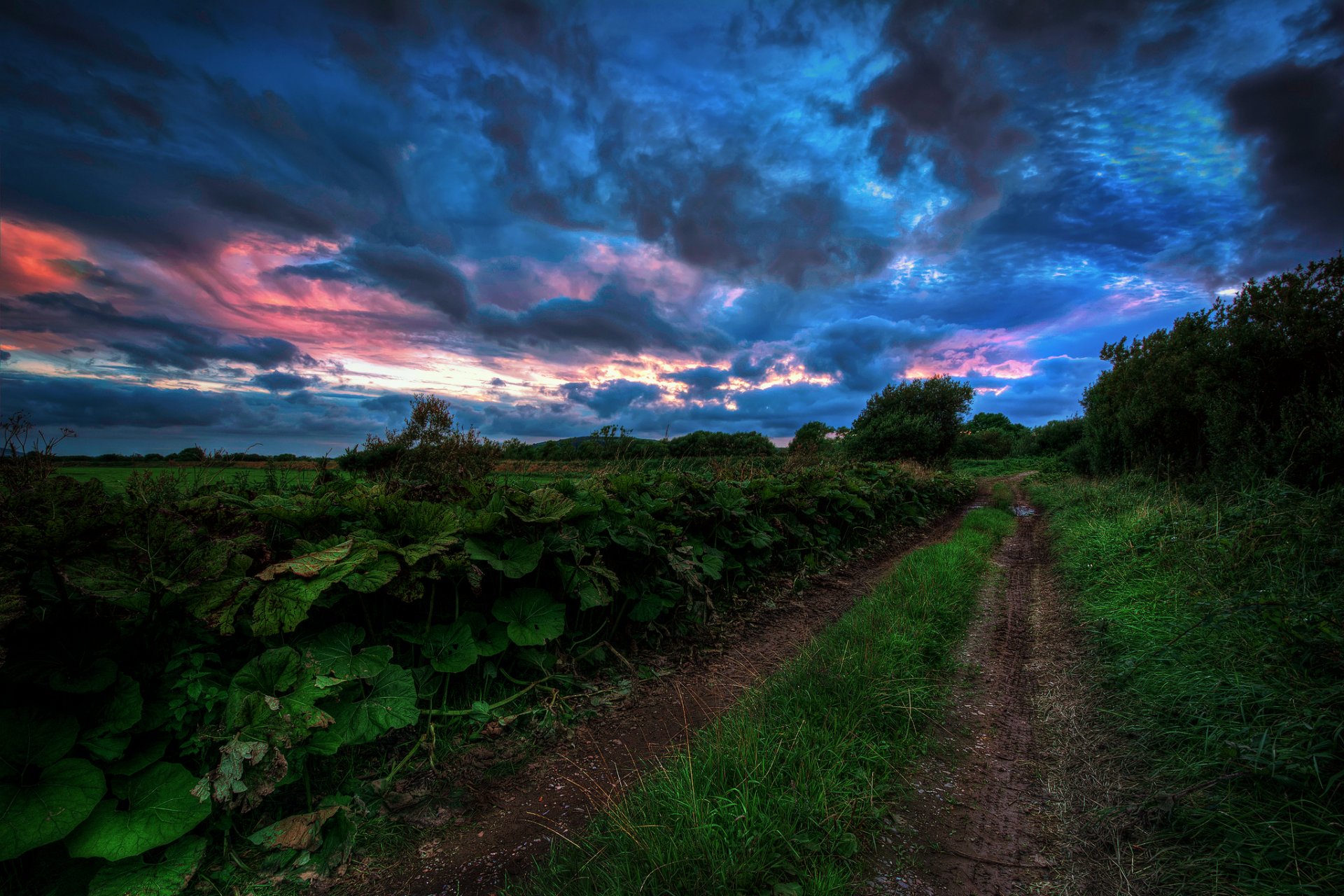 verano camino hierba árboles cielo sombrío nubes tarde