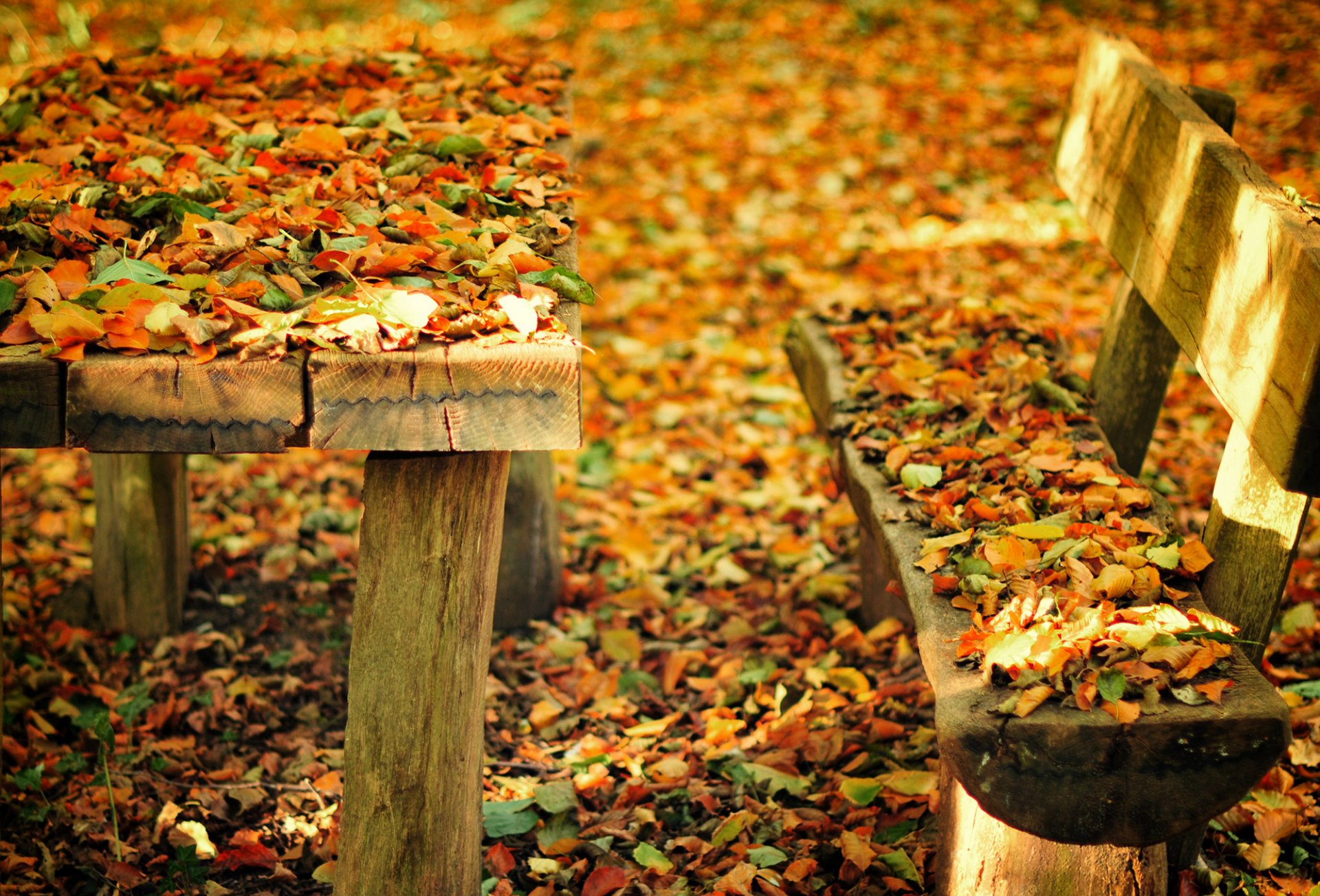 autunno natura parco panchina panchina panchina tavolo foglie