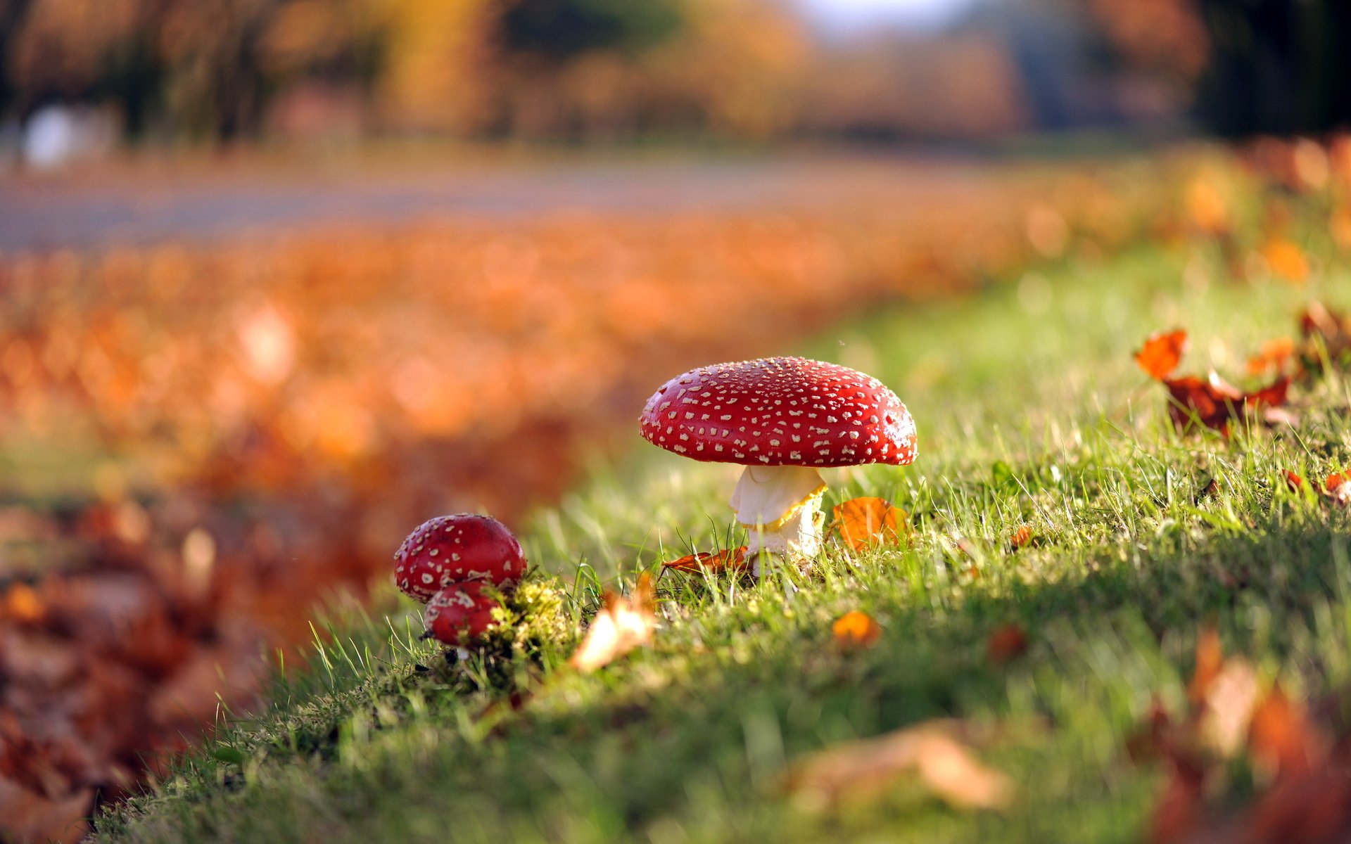 mushrooms nature autumn