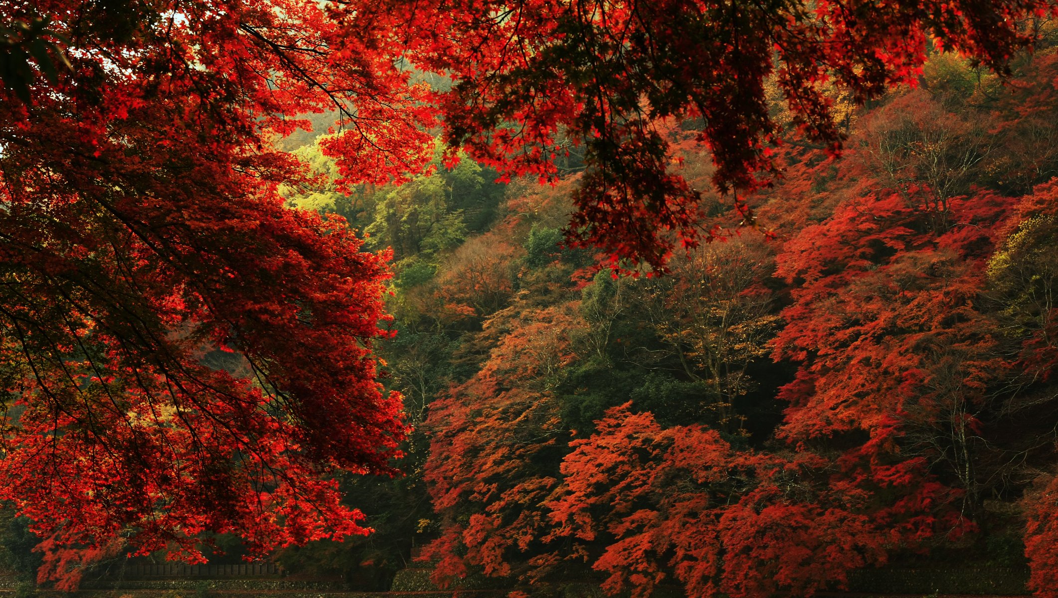 natura vista autunno alberi foglie