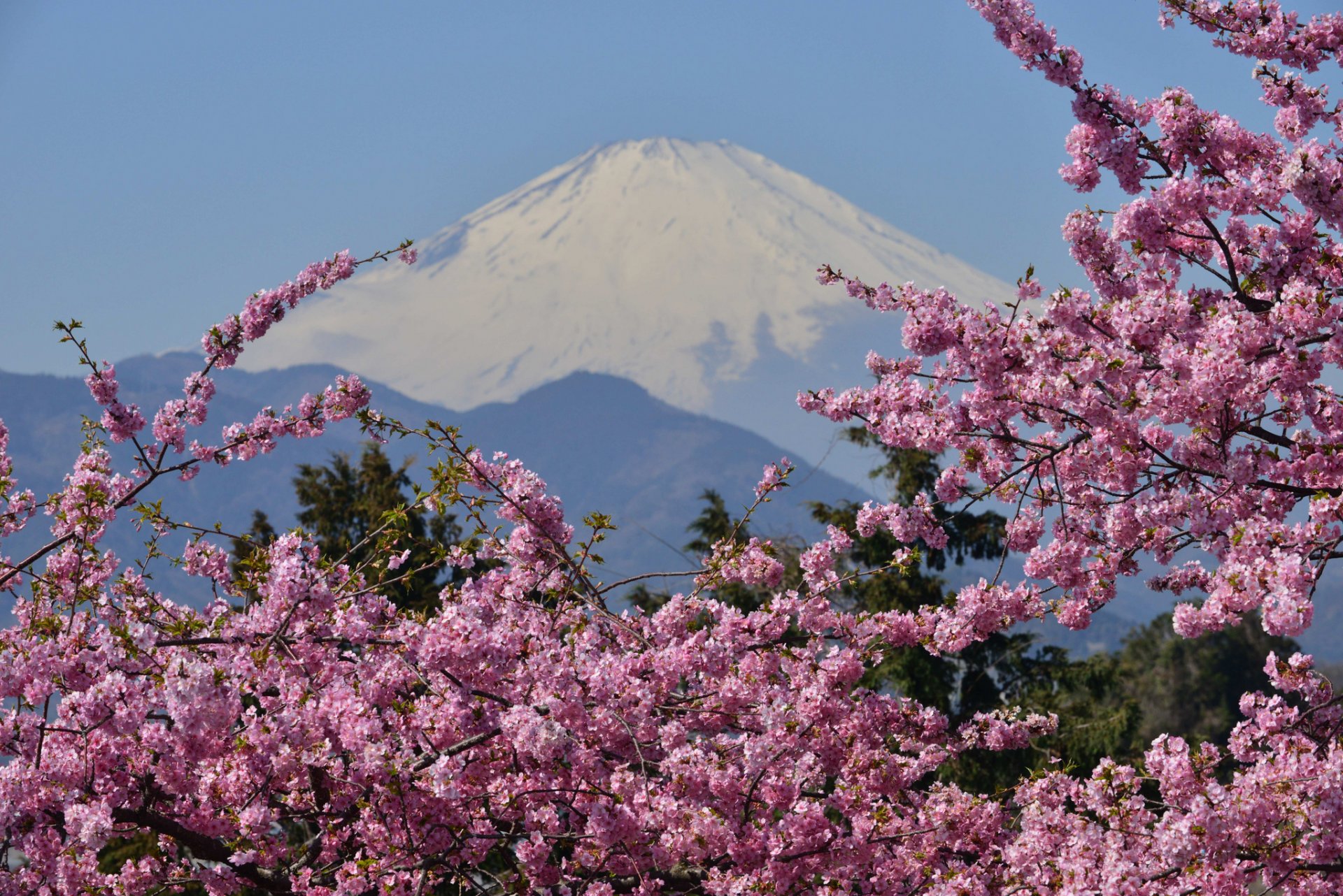 góra fuji japonia fujiyama góra wulkan sakura kwitnienie