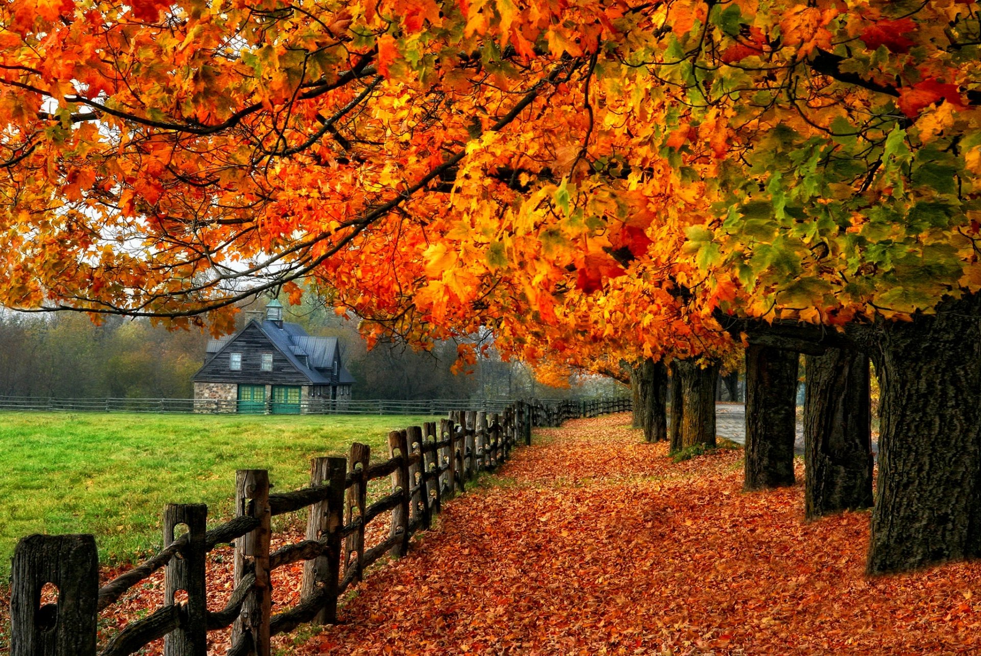 tree leaves colorful branches road foliage glow autumn fall nature colors trees house