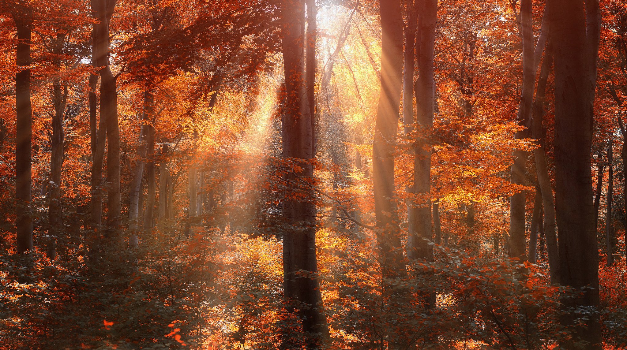 bosque árboles otoño sol rayos