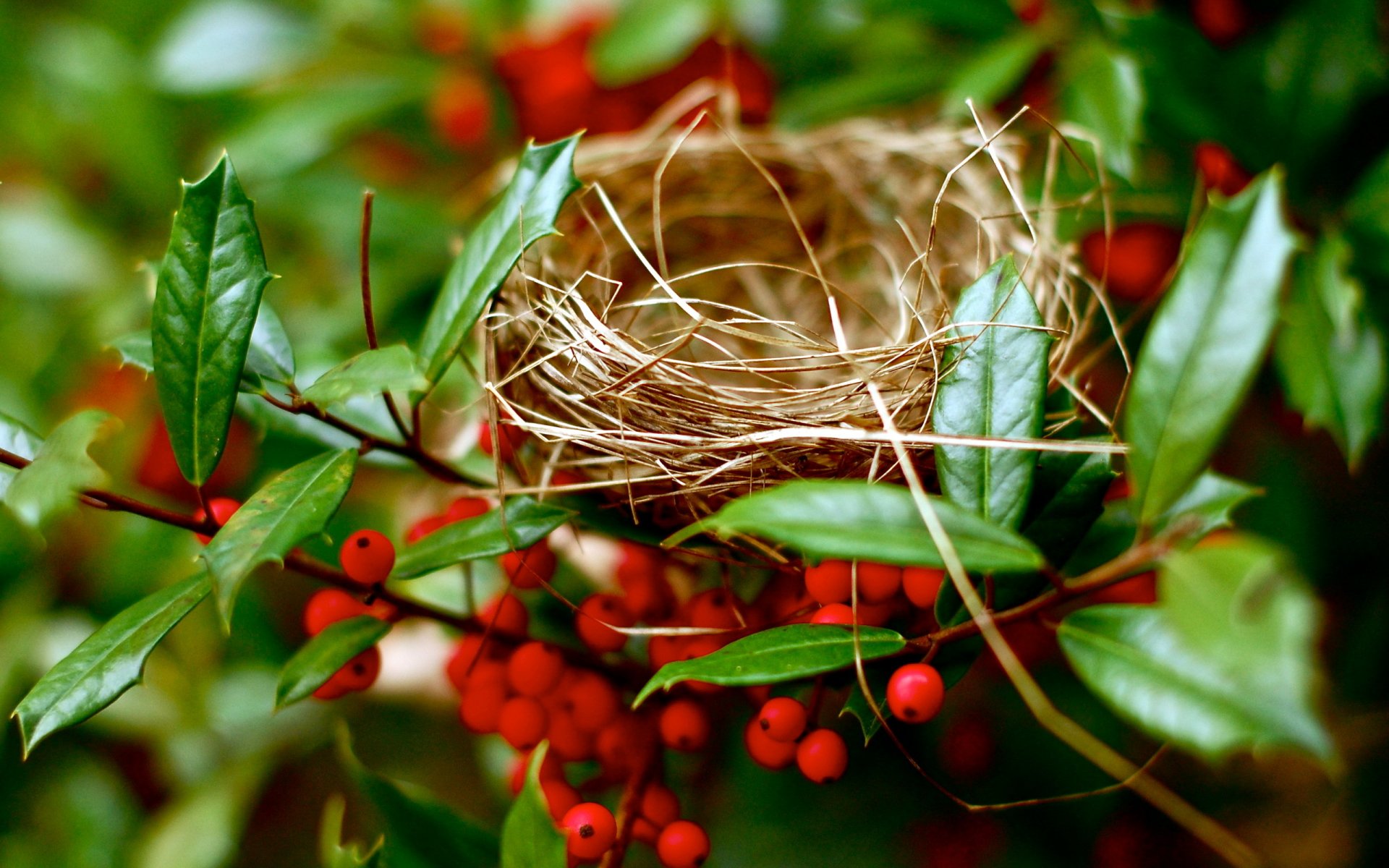 nid branches nature