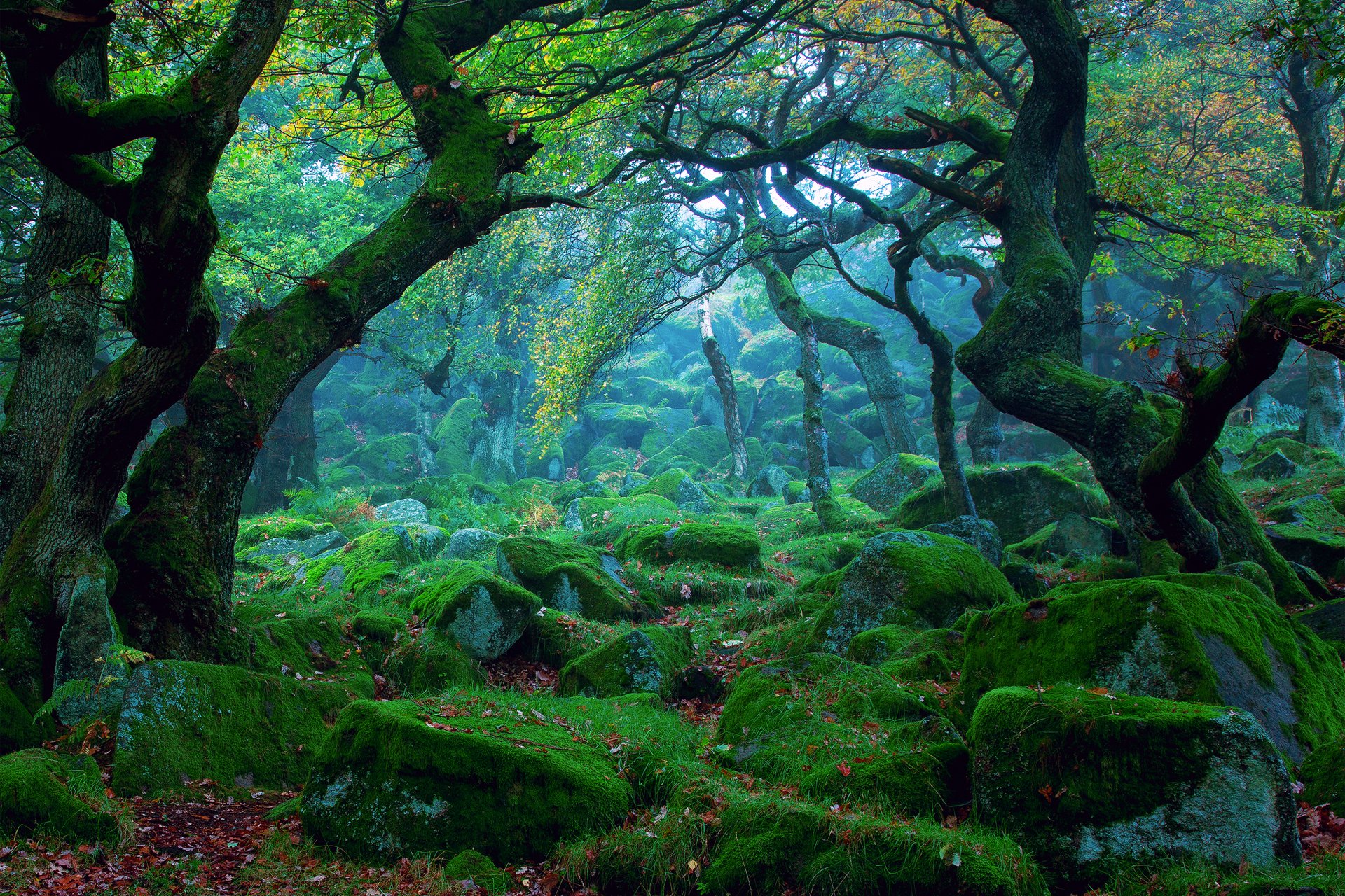 nature forêt brume pierres mousse