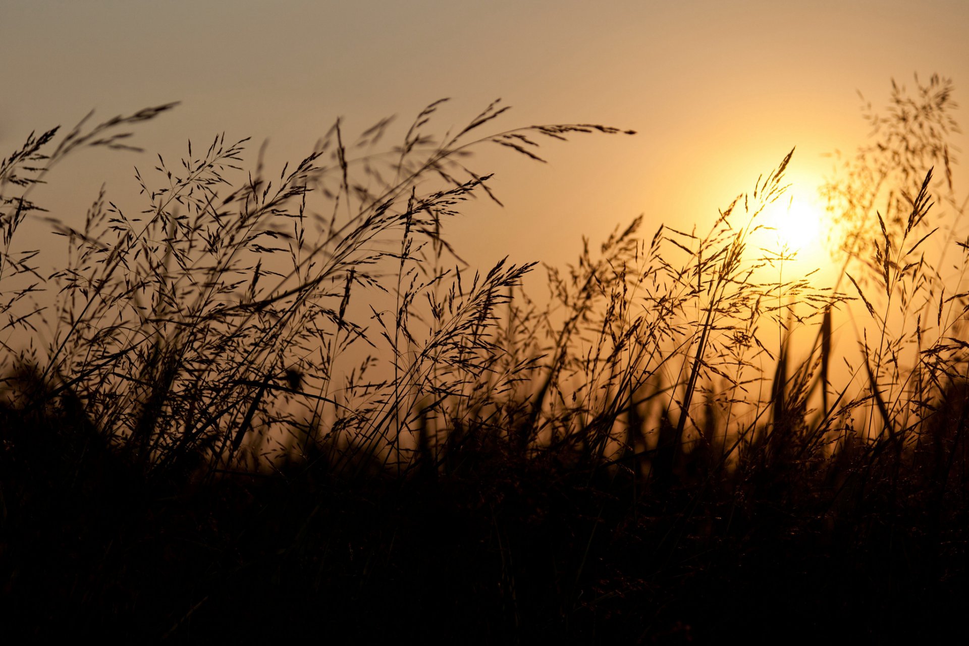 the field ears night sun sunset orange sky