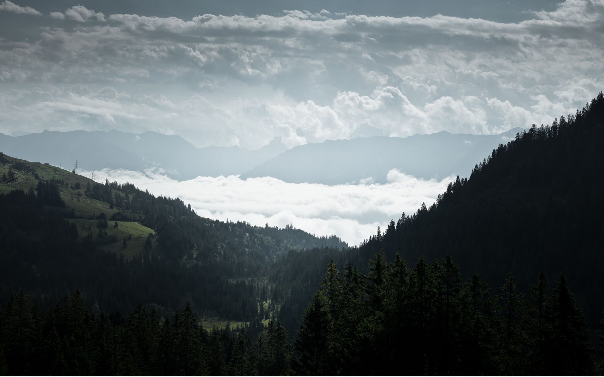 forest spruce conifers hills fog clouds view