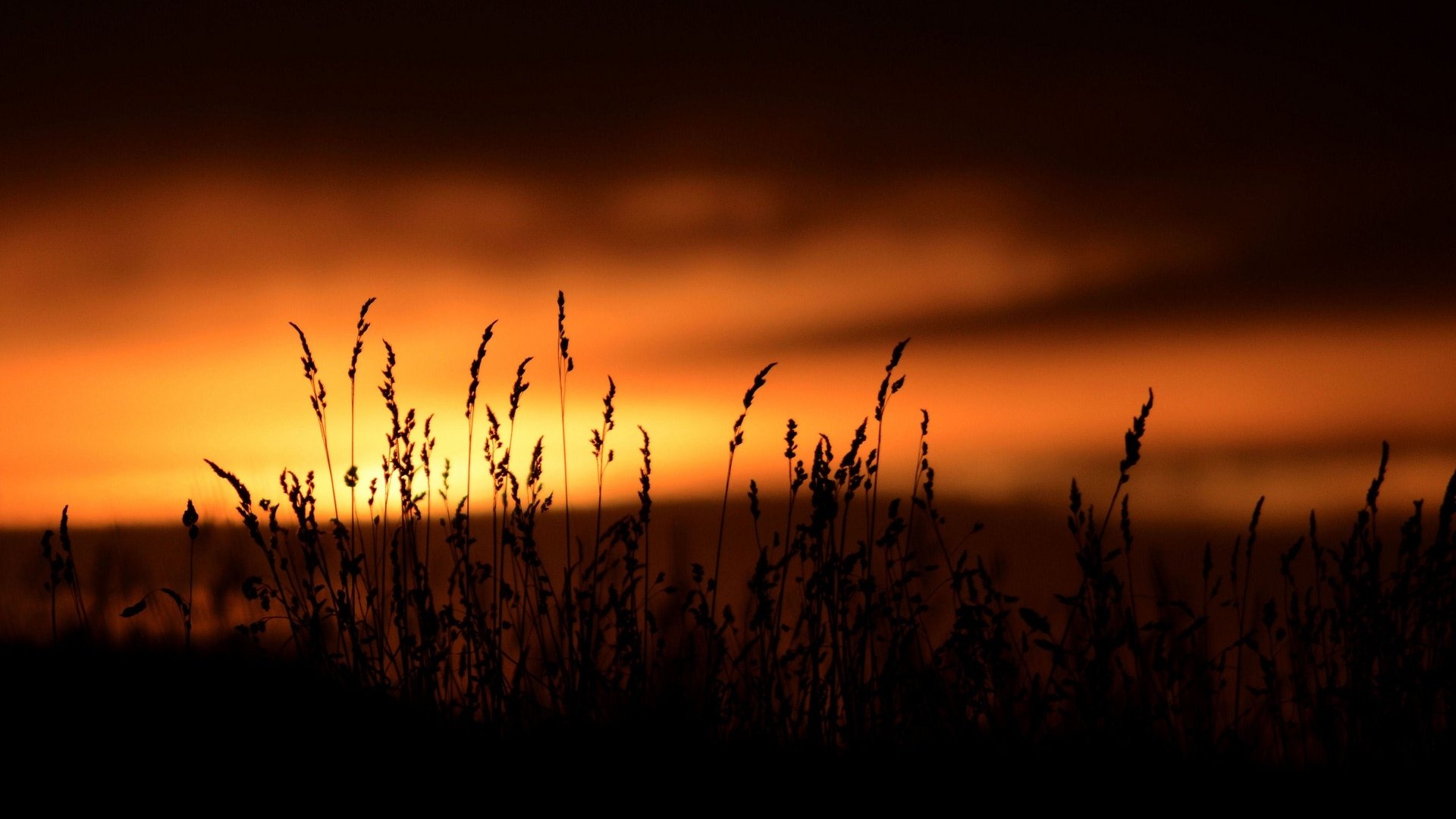 nature plante végétation silhouette sombre coucher de soleil ciel fond papier peint écran large plein écran écran large écran large