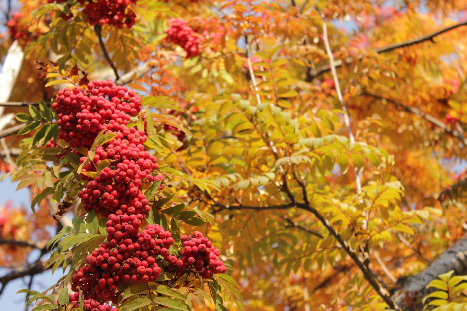 sorbo rosso foglie giallo autunno