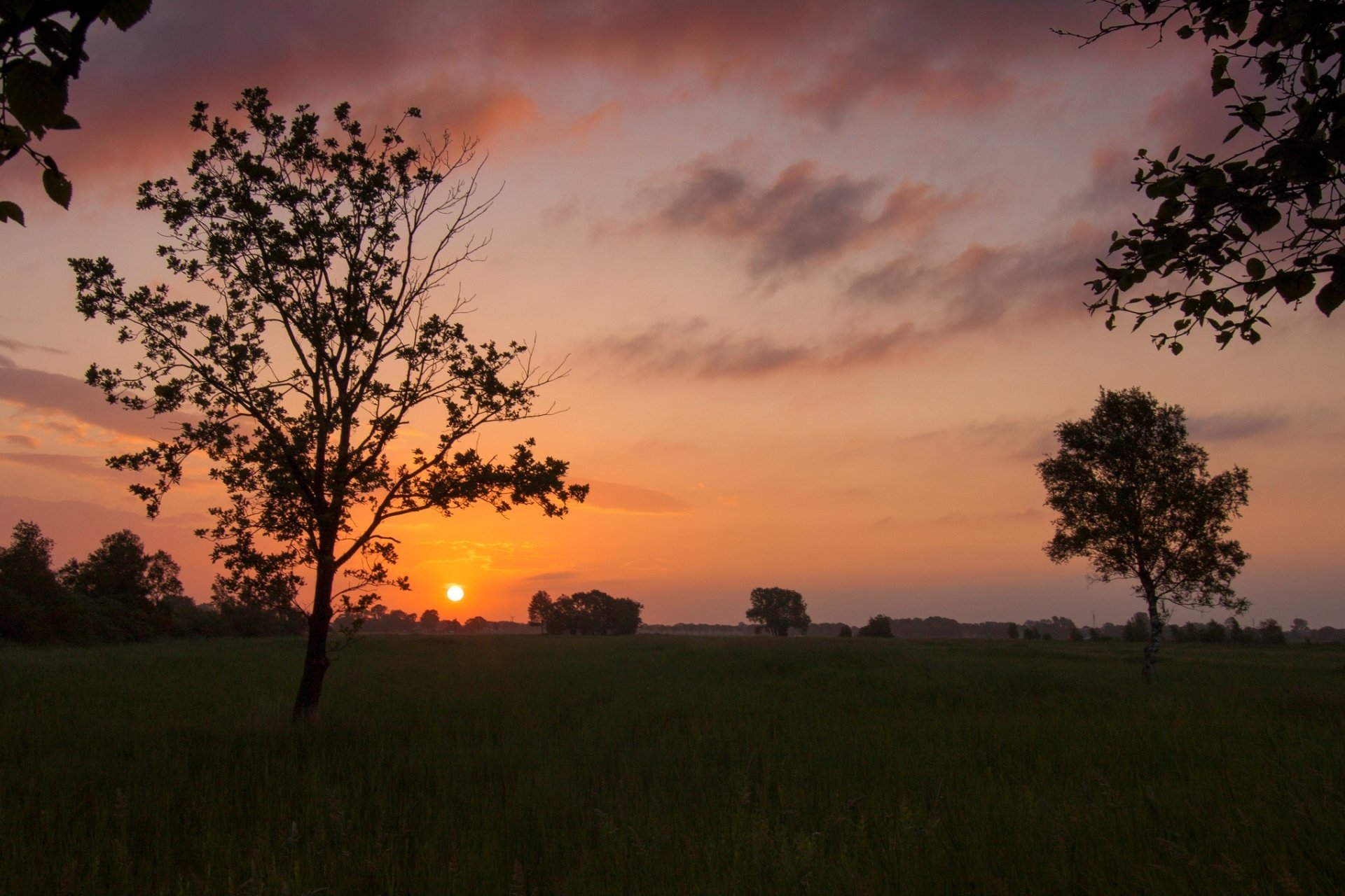 nature paysage arbre arbres feuilles folioles feuillage herbe verdure végétation soleil coucher de soleil soir ciel nuages fond papier peint écran large plein écran écran large écran large