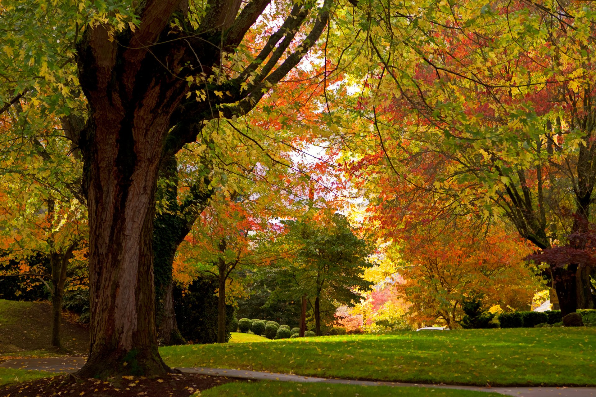 jesień park drzewa