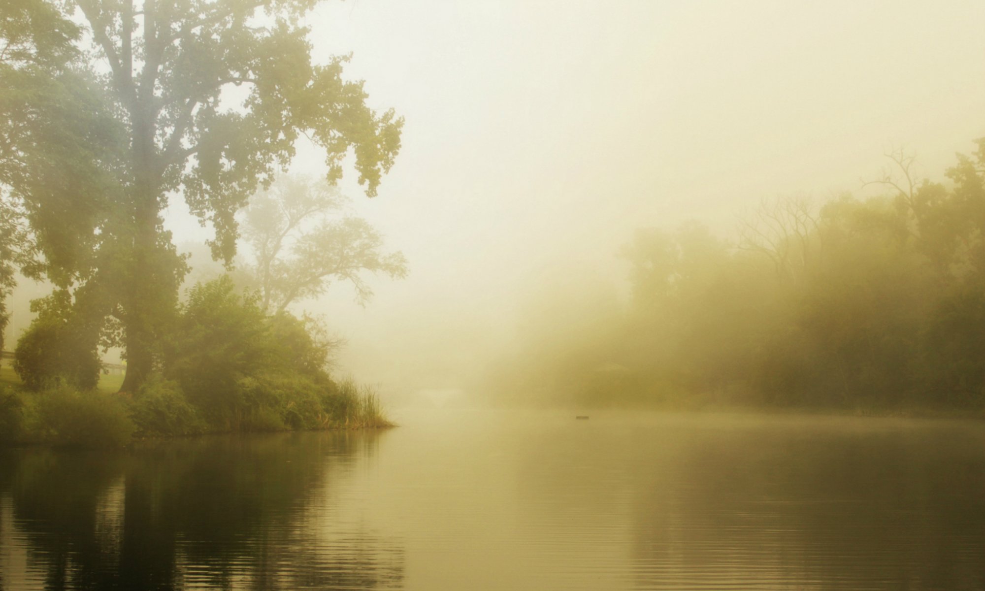 forêt lac brouillard matin été