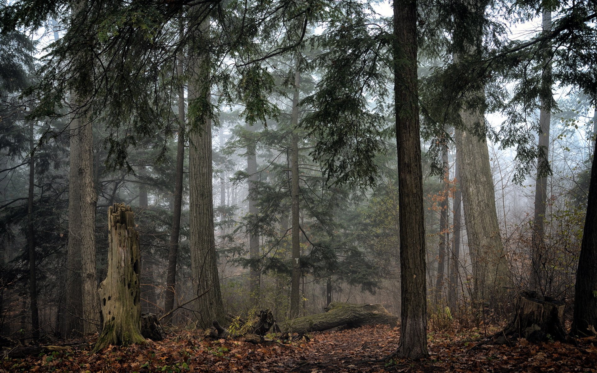 bosque otoño naturaleza