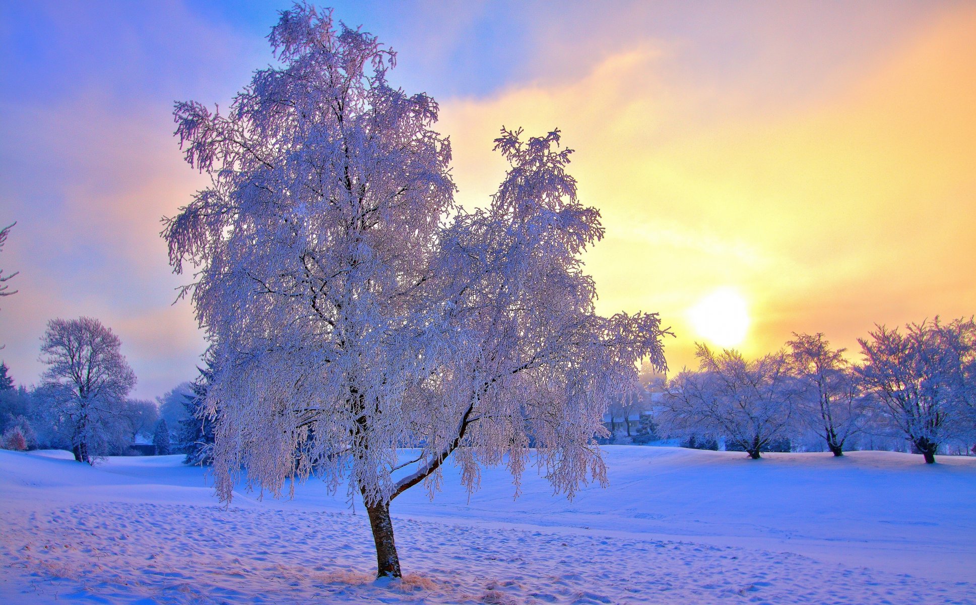 invierno nieve árboles escarcha cielo sol neblina