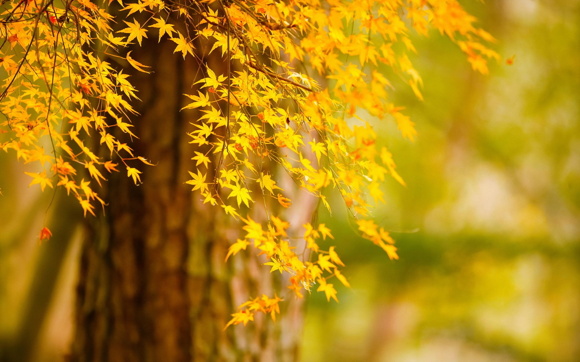 tree autumn leaves nature