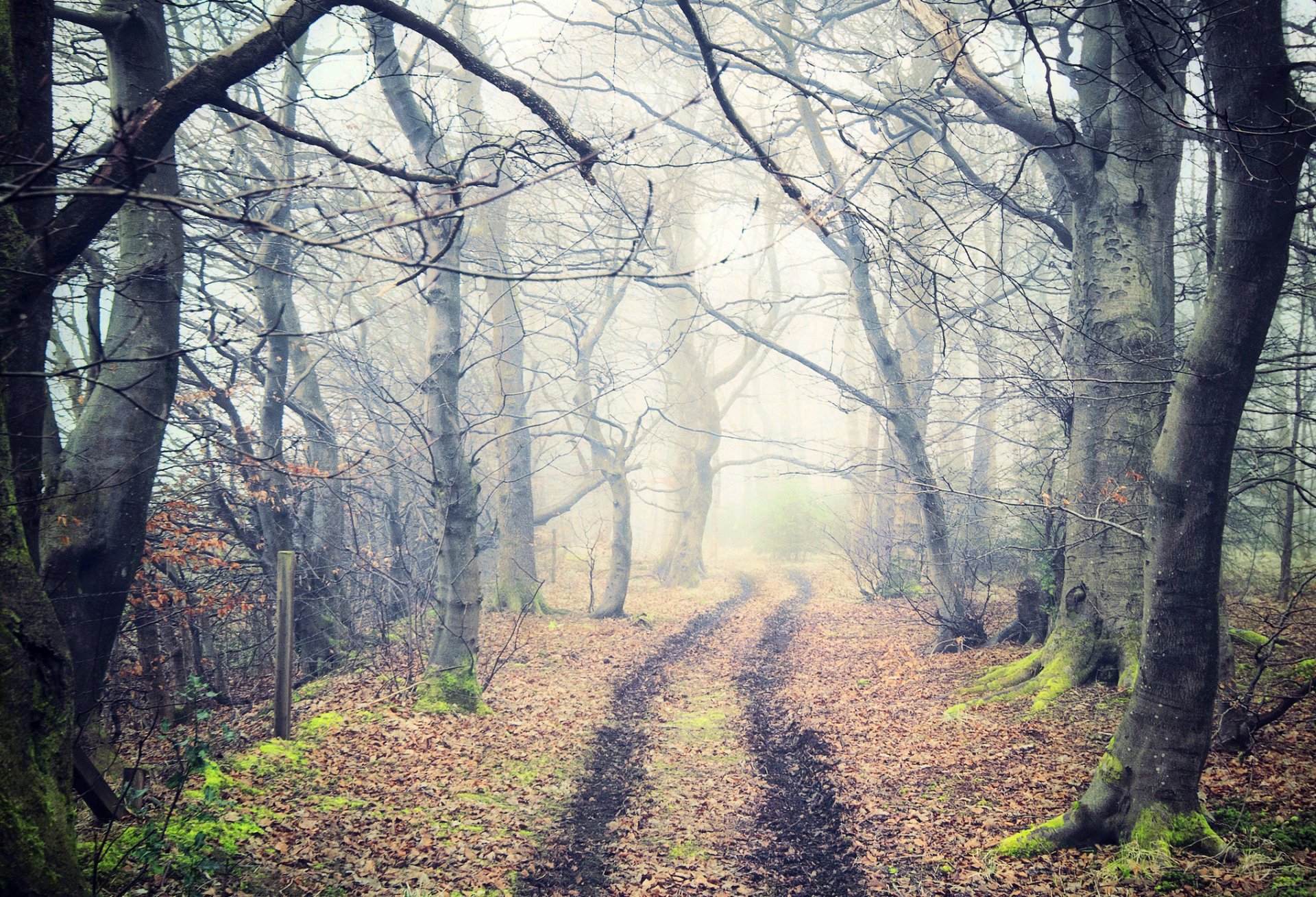 natur wald nebel straße weg bäume blätter herbst