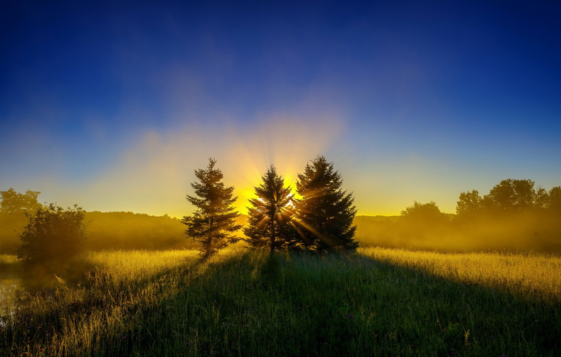 bosque claro árboles de navidad sol rayos amanecer