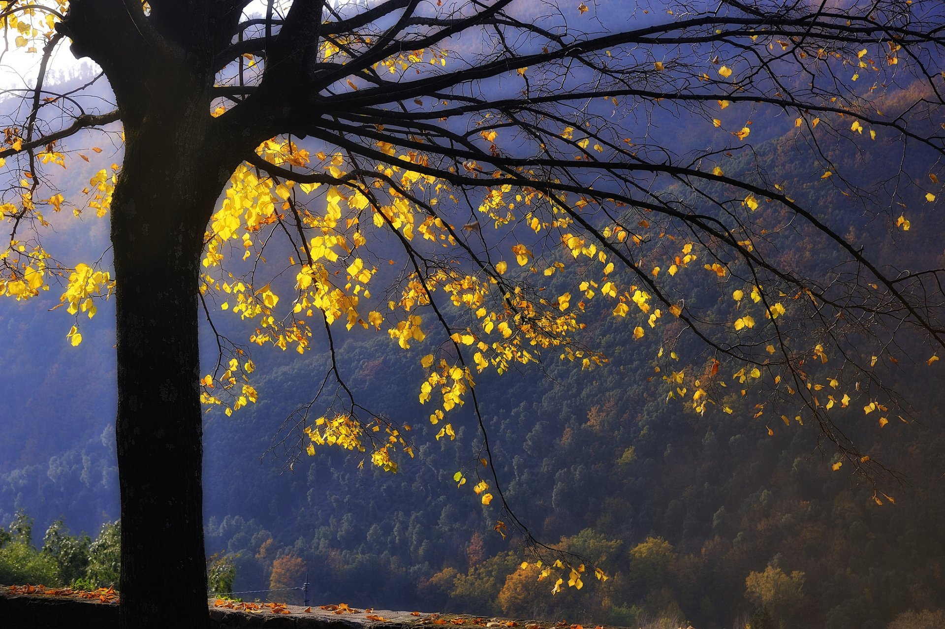 berge wald baum zweige blätter gelb herbst