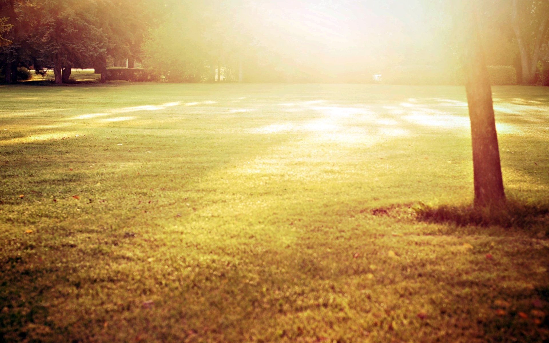 nature tree trunk trees sapling grass greenery meadow sun rays day background wallpaper widescreen fullscreen widescreen widescreen