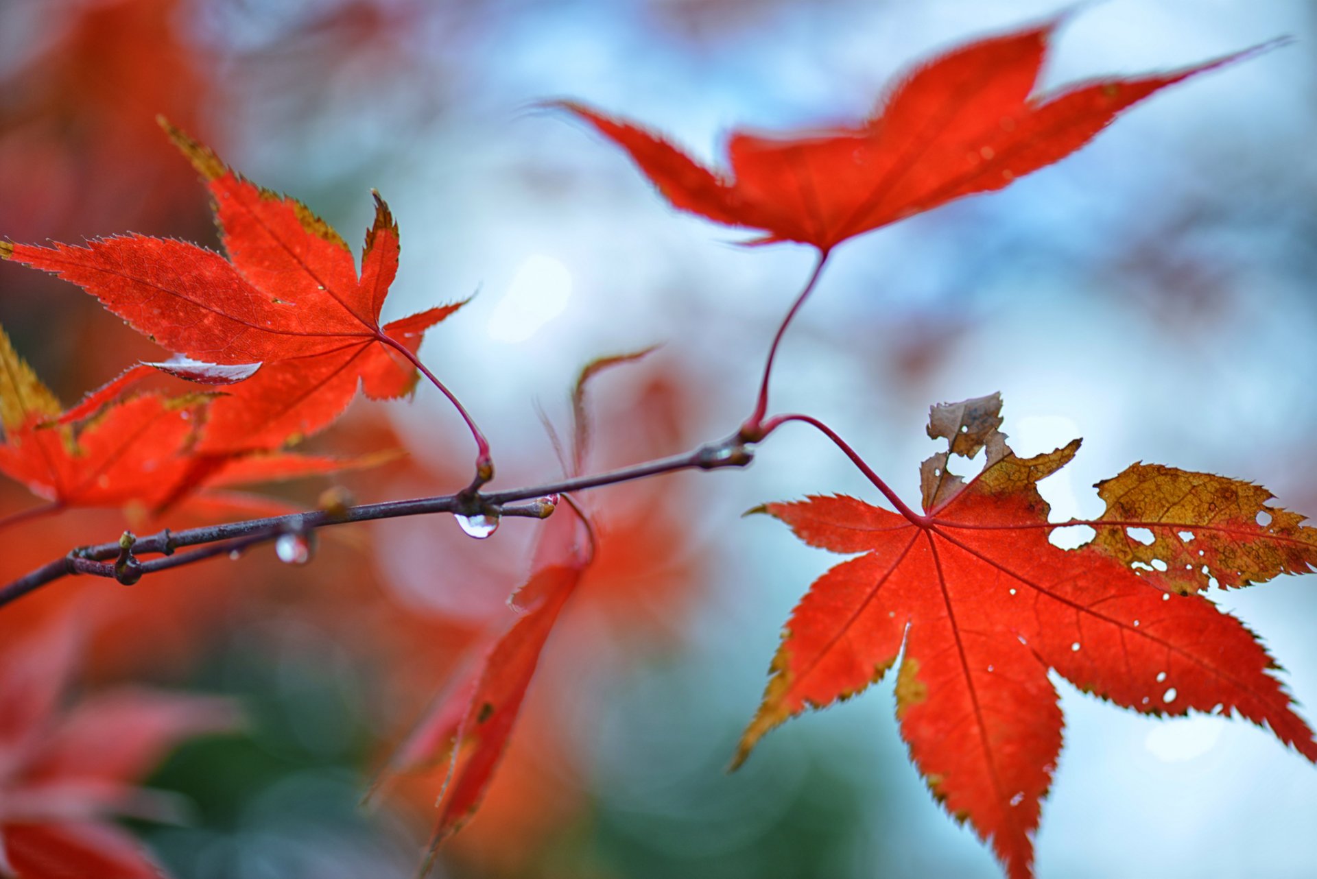 branch maple leaves red drops reflections autumn