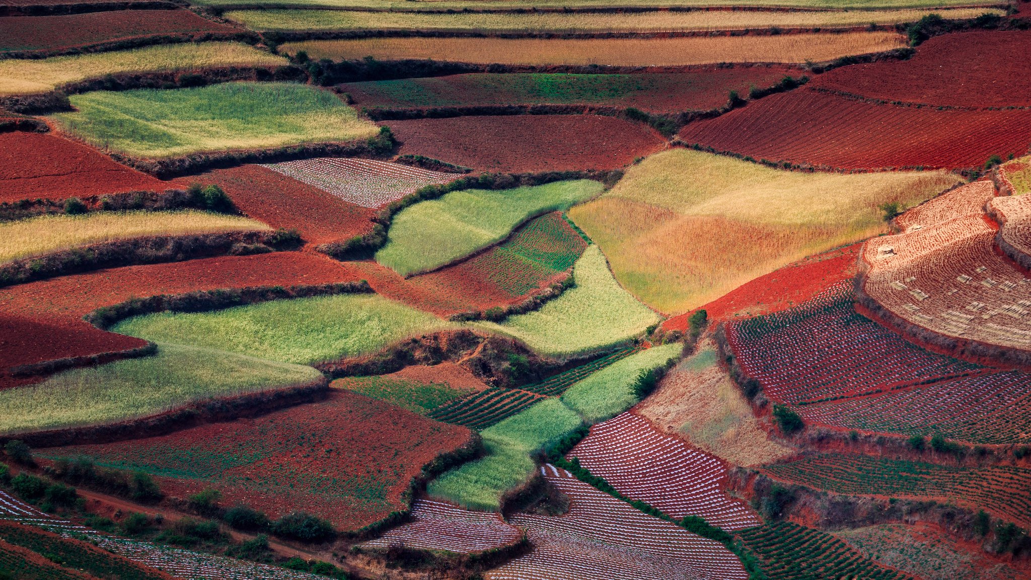 cina natura primavera maggio campi tappeti