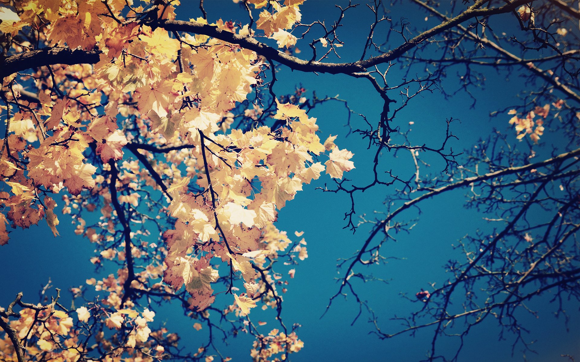 tree branches leaves yellow crown autumn sky