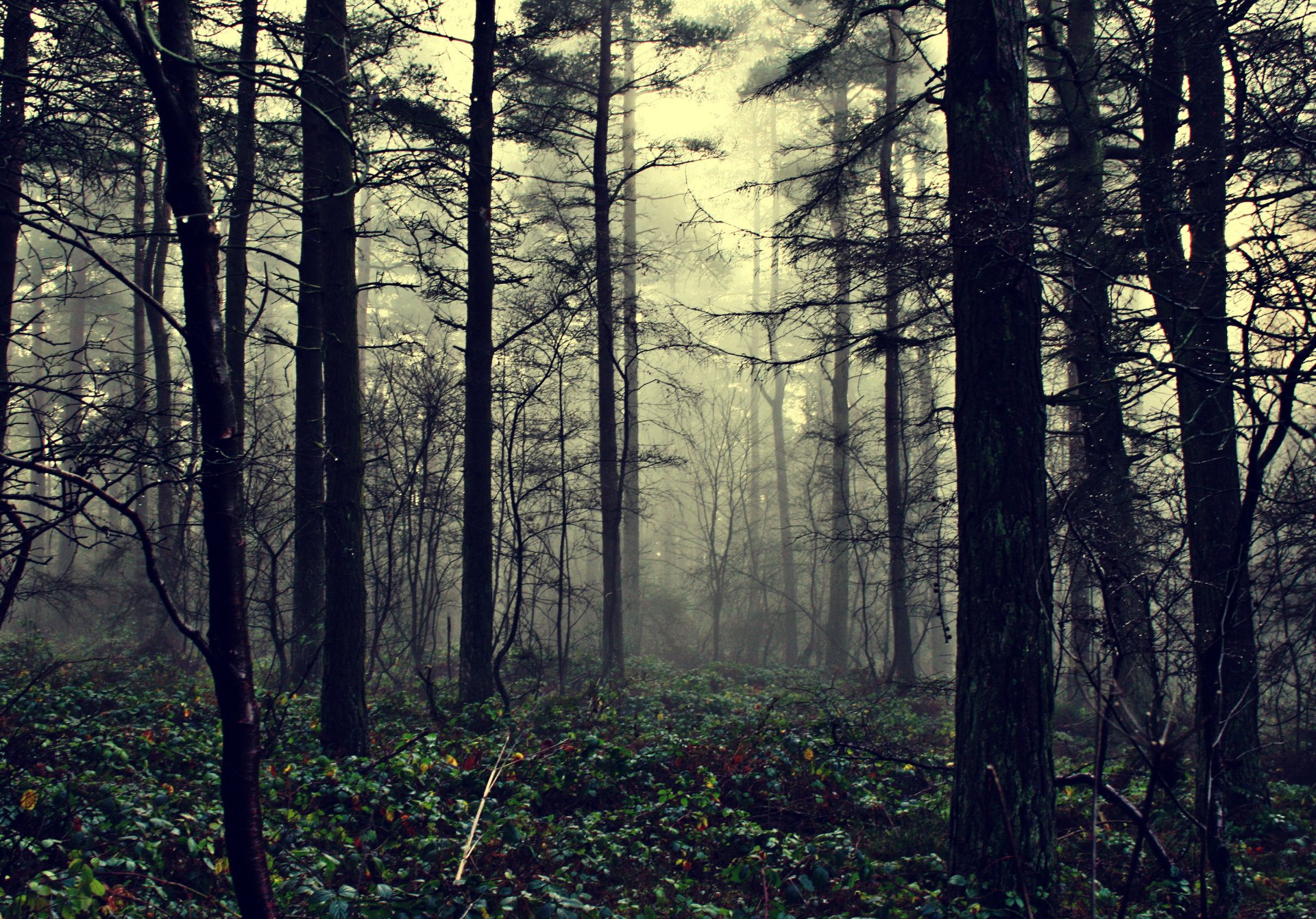 foresta nebbia natura nebbia illusioni