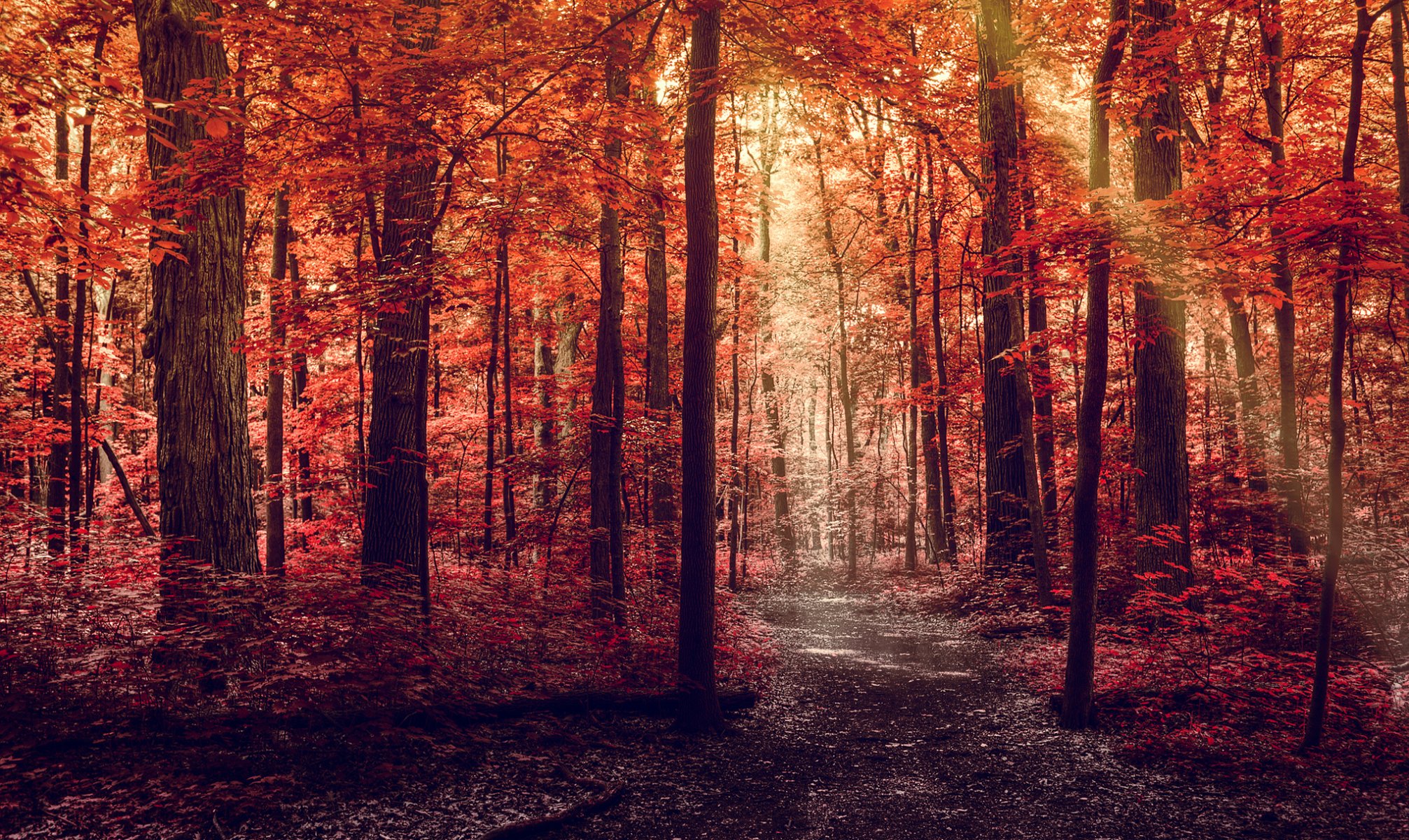 foresta autunno strada sentiero luce raggi alberi foglie rosso cremisi natura