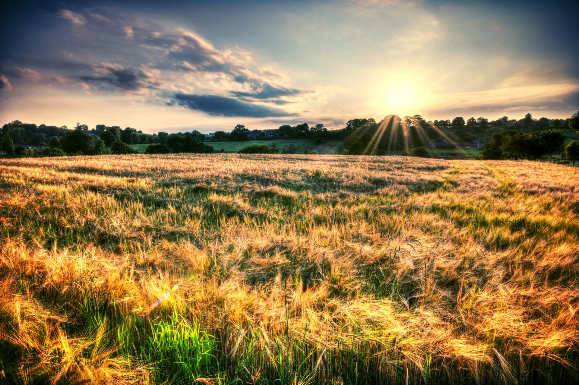 natura krajobraz pole rośliny kłosy kłosy drzewa liście słońce promienie niebo tło tapeta panoramiczny pełny ekran panoramiczny panoramiczny