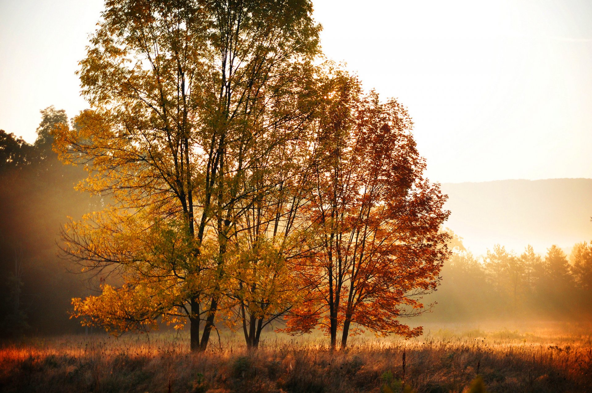 otoño árboles hojas amarillo naranja campo bosque mañana naturaleza