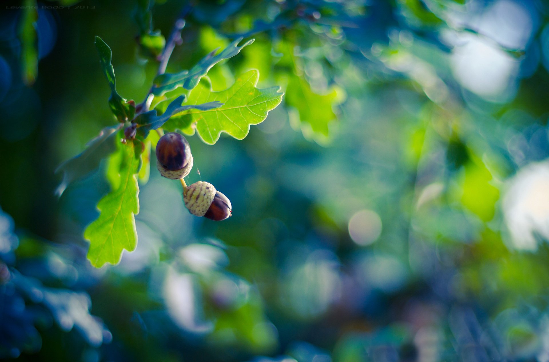 albero quercia rami foglie frutti ghiande luci sfondo