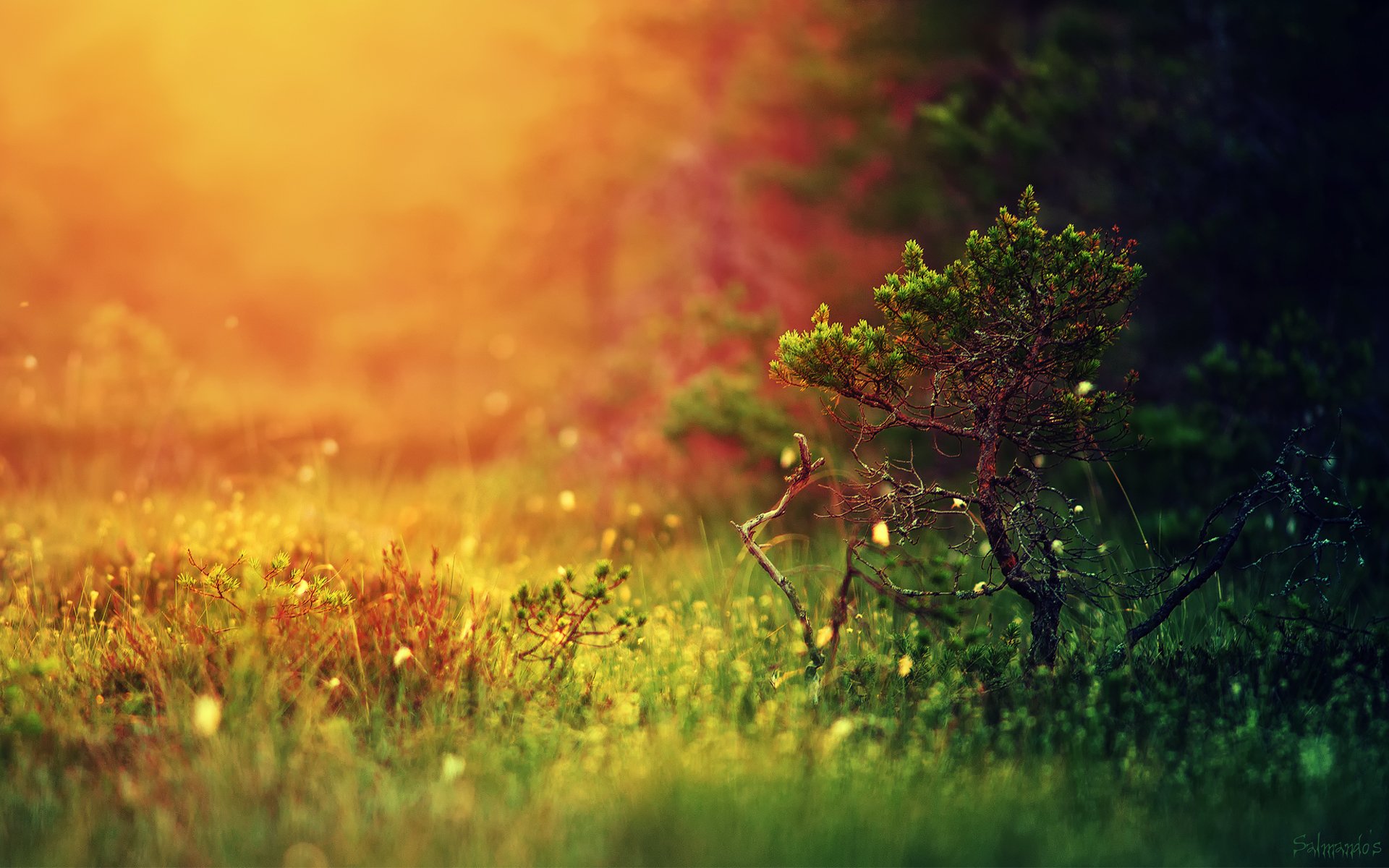 natura foresta luce erba albero