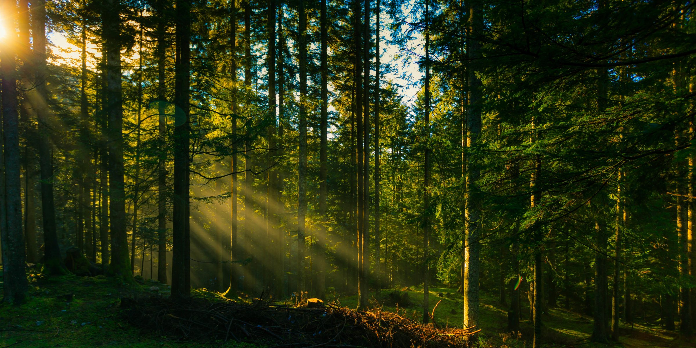 foresta alberi sole raggi