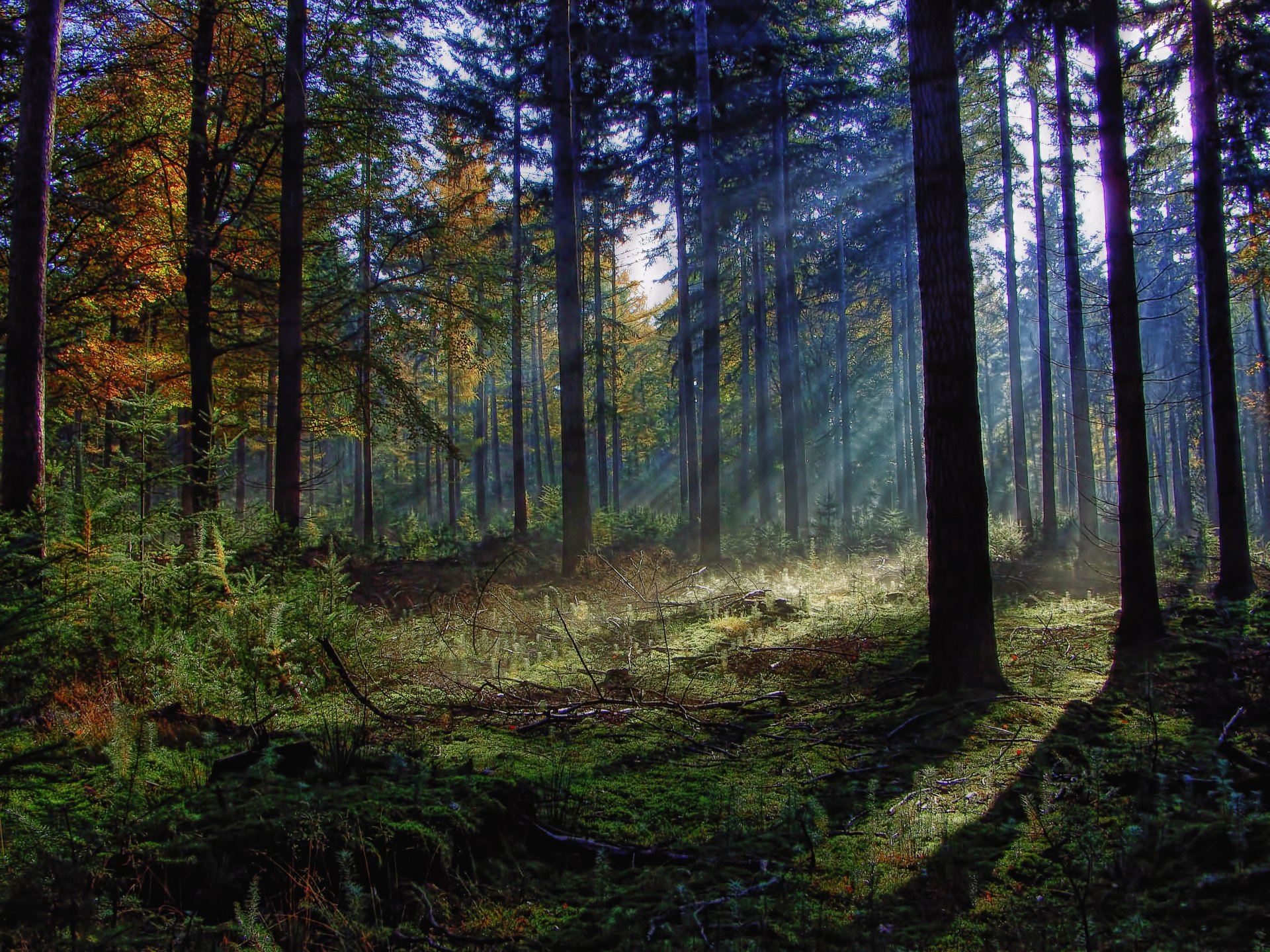 forest tree foliage kustvrnik grass branches sun ray