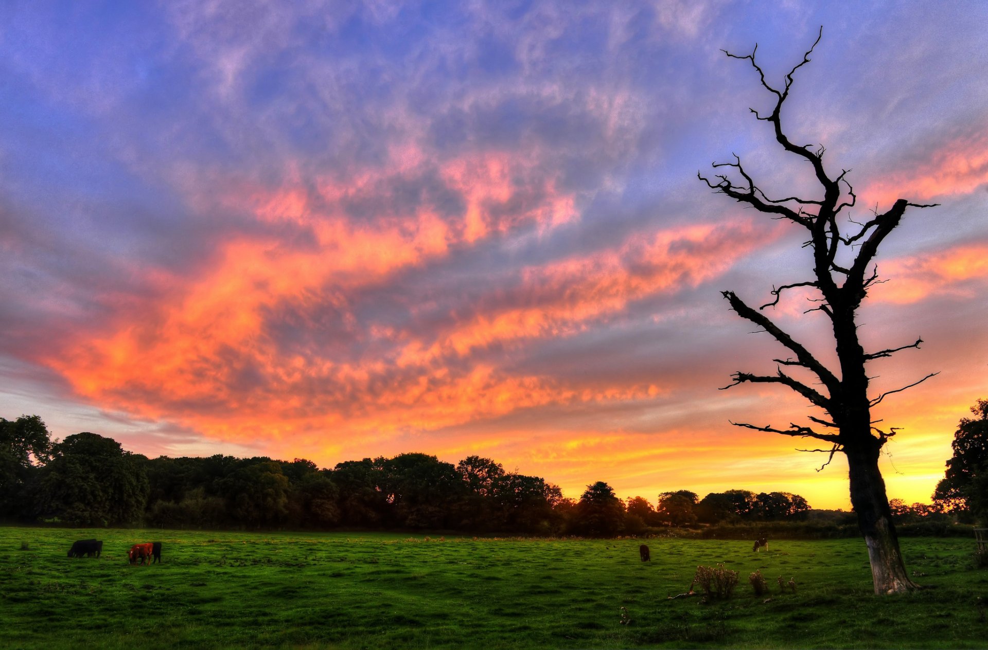 nature paysage arbre arbre verdure prairie herbe animal animaux vaches arbres feuilles feuillage feuilles coucher de soleil ciel fond fond d écran écran large plein écran écran large écran large