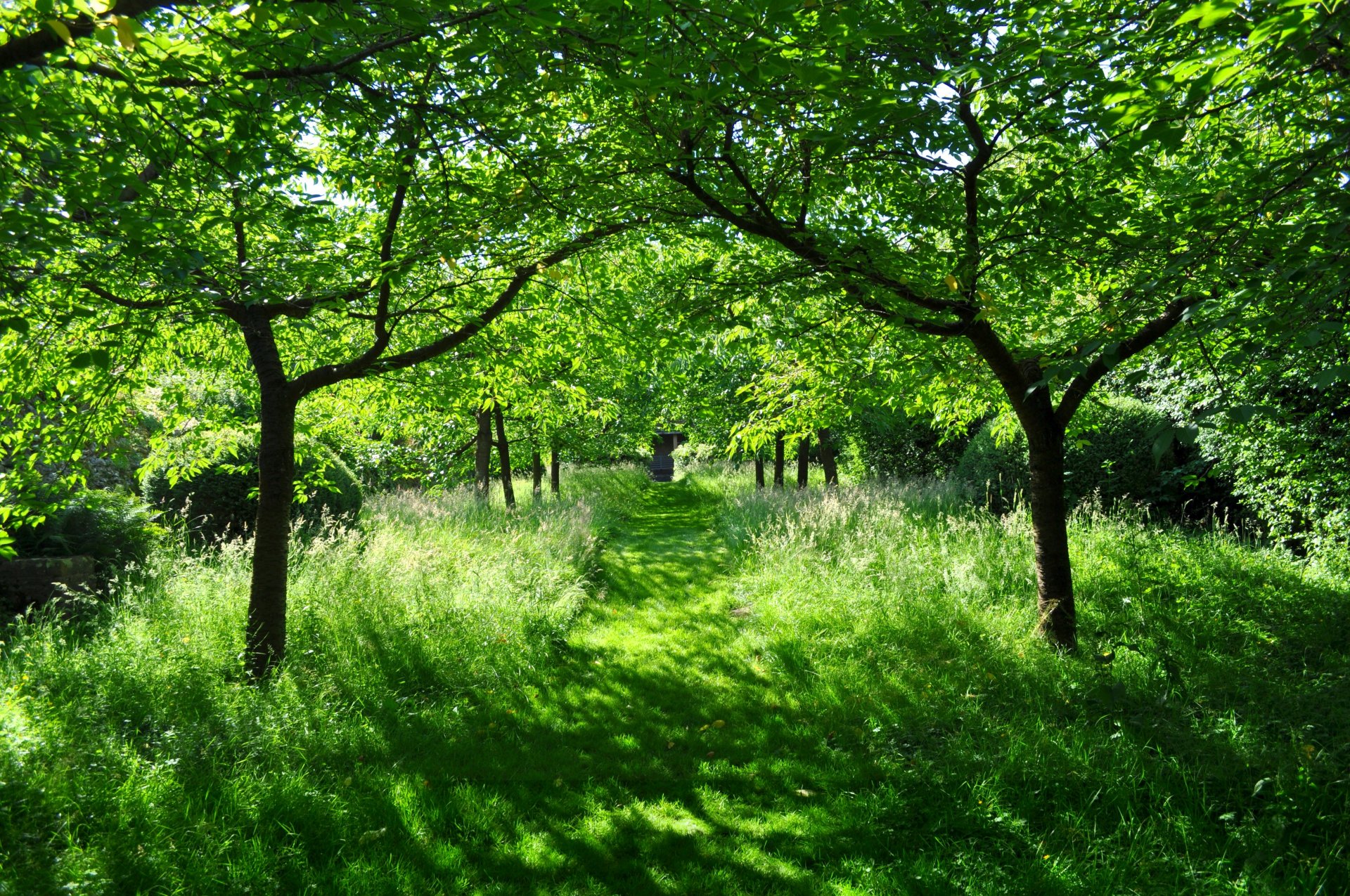 ummer green sun beauty