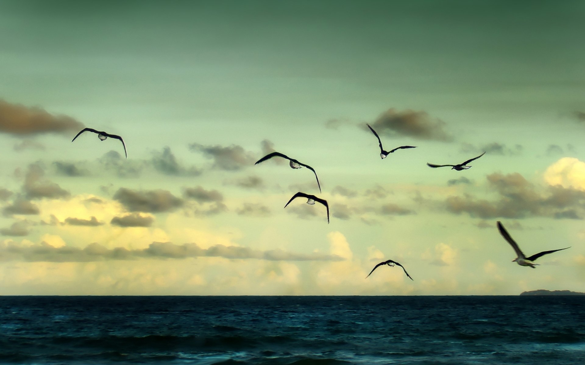Птицы белые летели и кричали текст. Птицы над морем. Чайка над морем. Небо море птицы. Море, Чайки.