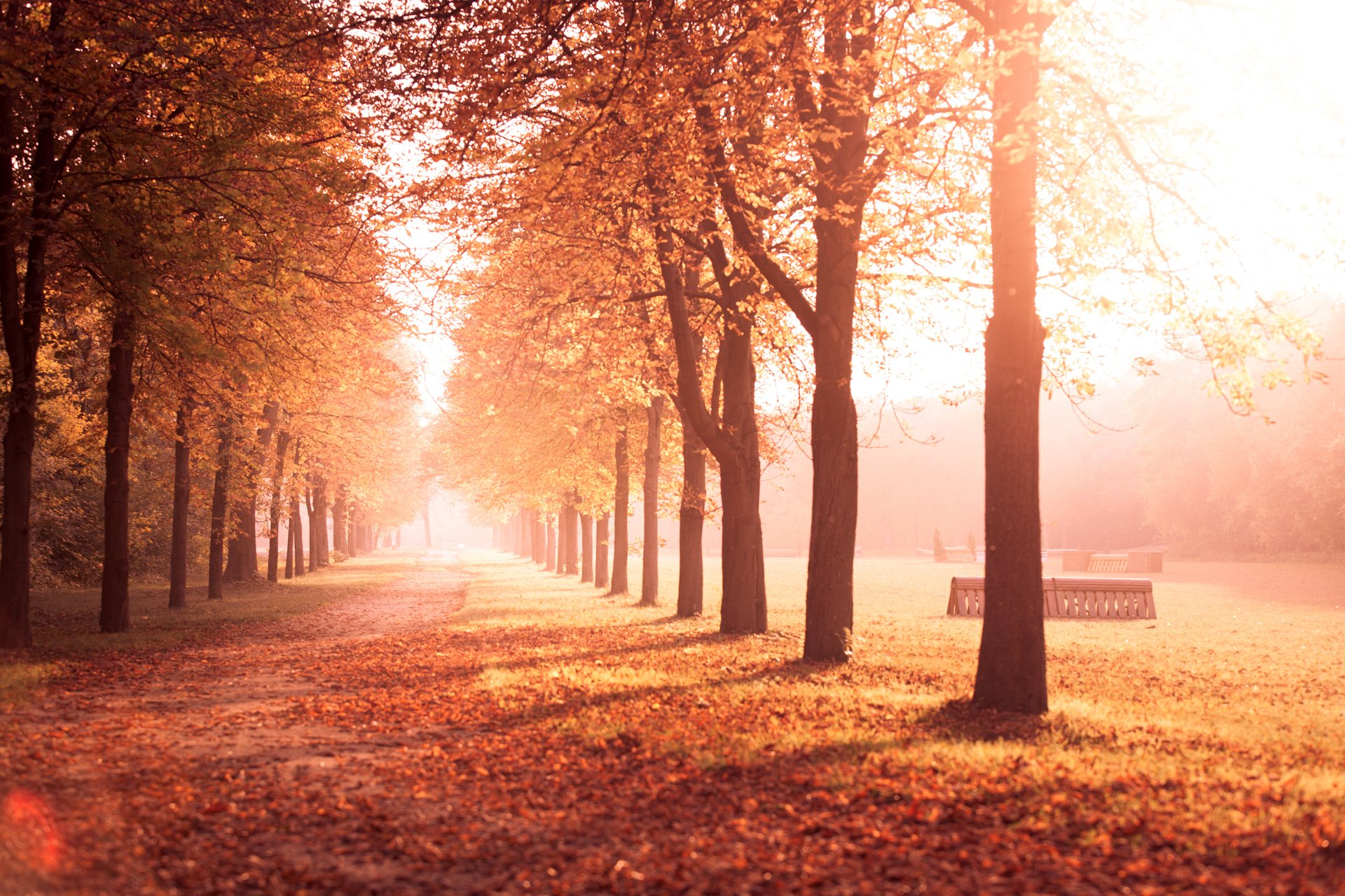 autumn park tree alley road leaves yellow nature