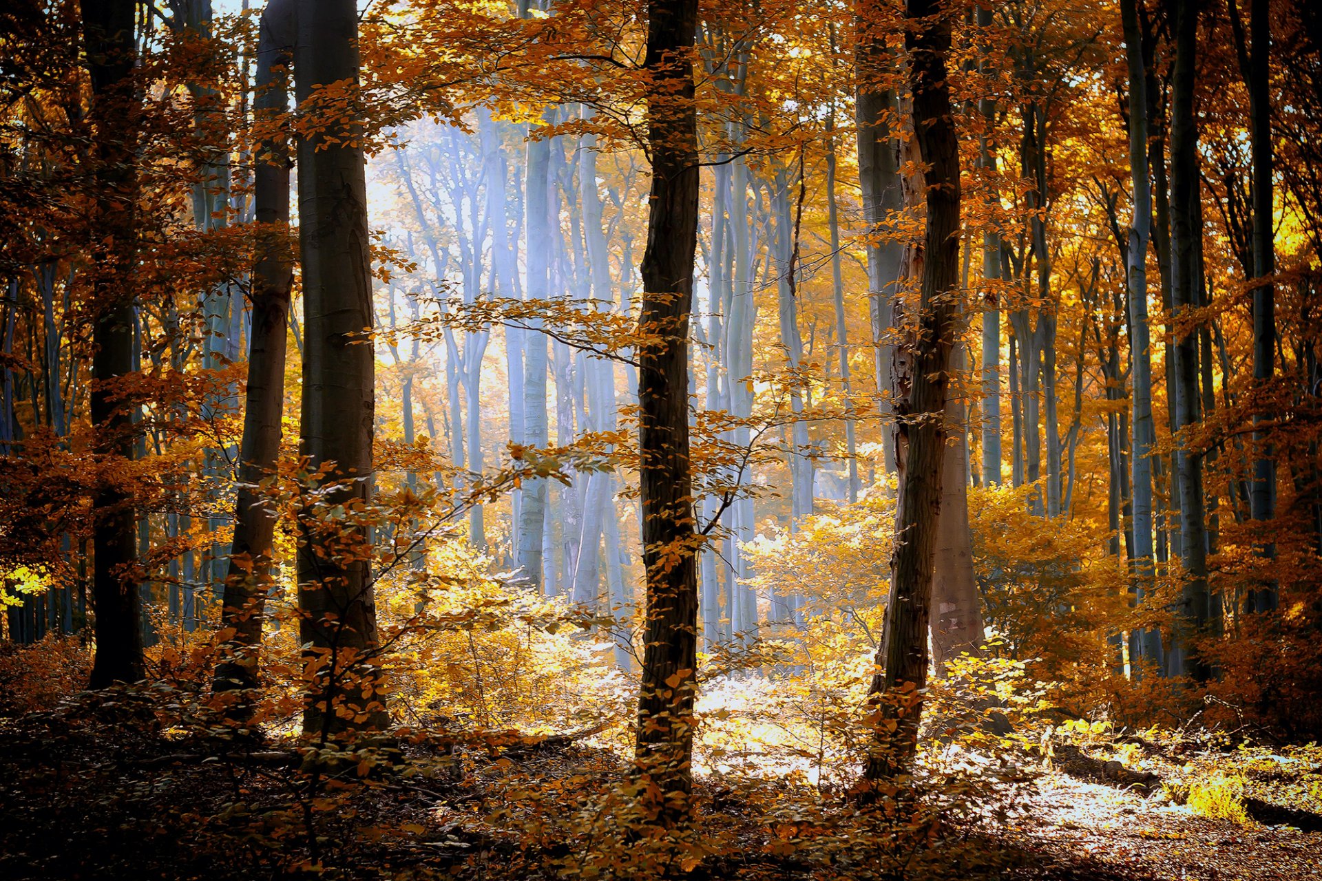 herbst wald natur bäume gras blätter orange gelb licht sonne