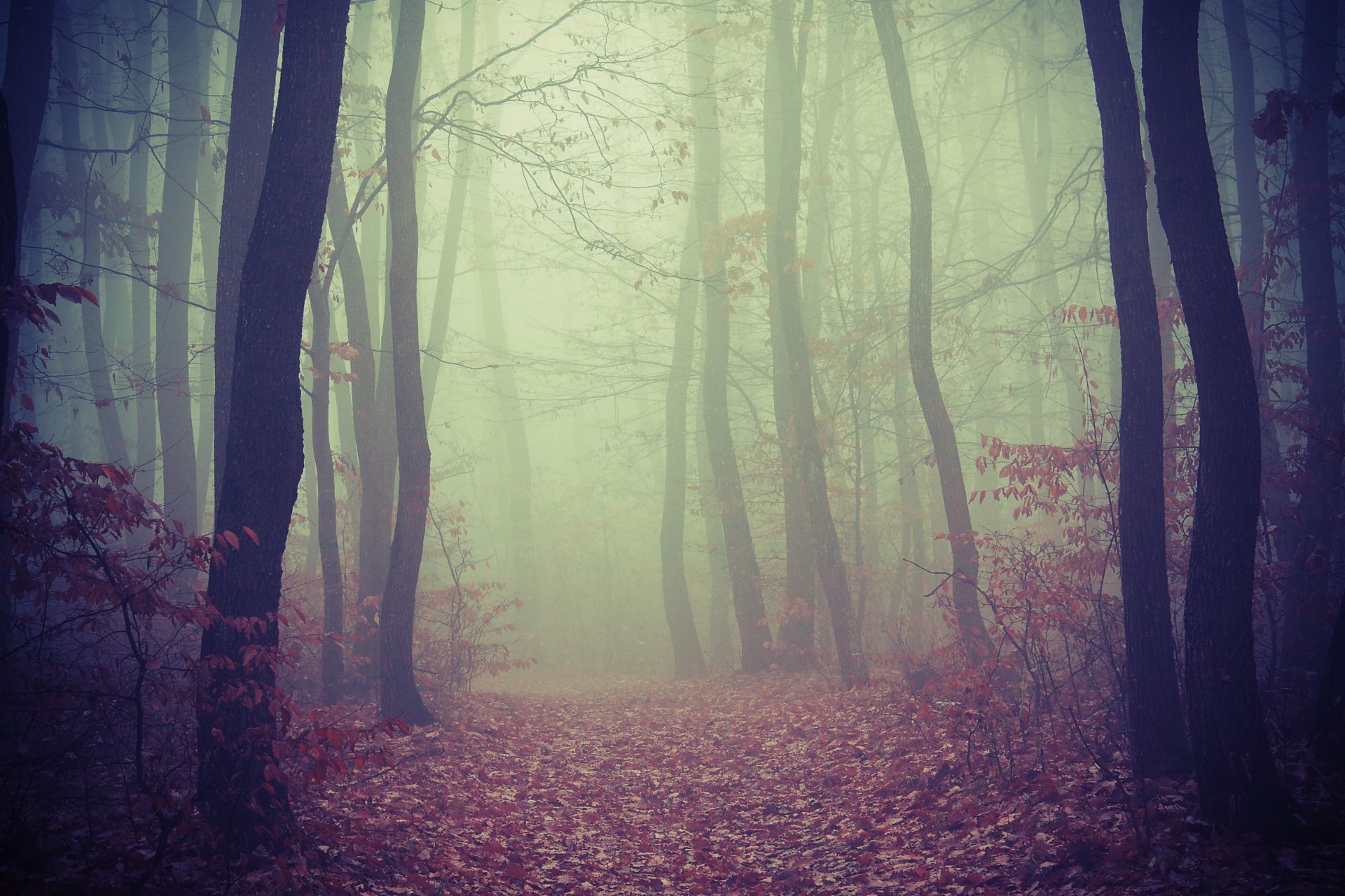 foresta alberi strada fogliame nebbia