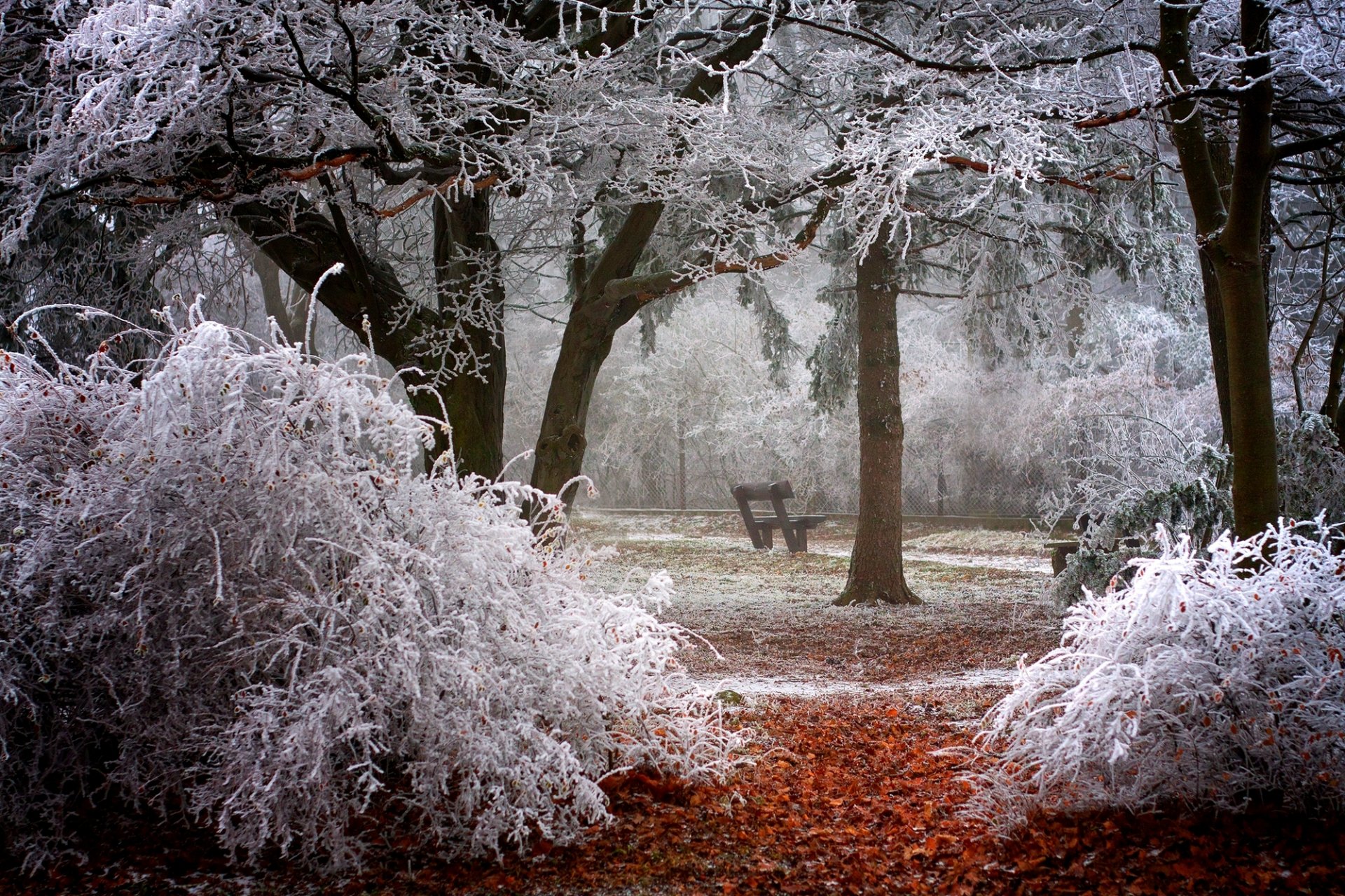 invierno árboles arbustos ramas escarcha parque banco banco banco banco naturaleza