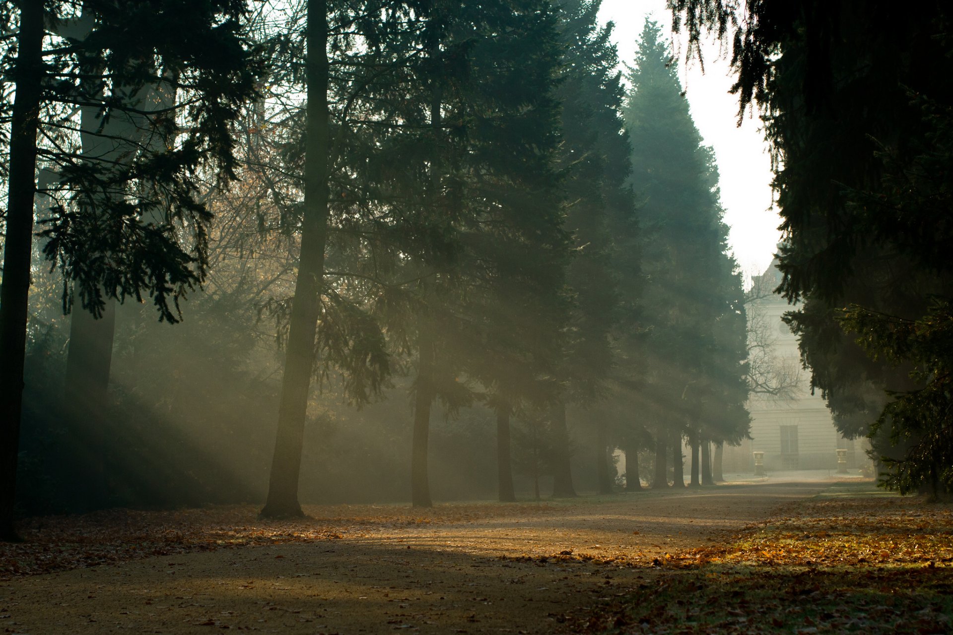 natura paesaggio alberi albero foglie volantini fogliame sentiero vicolo sentiero autunno giorno sfondo carta da parati widescreen schermo intero widescreen widescreen