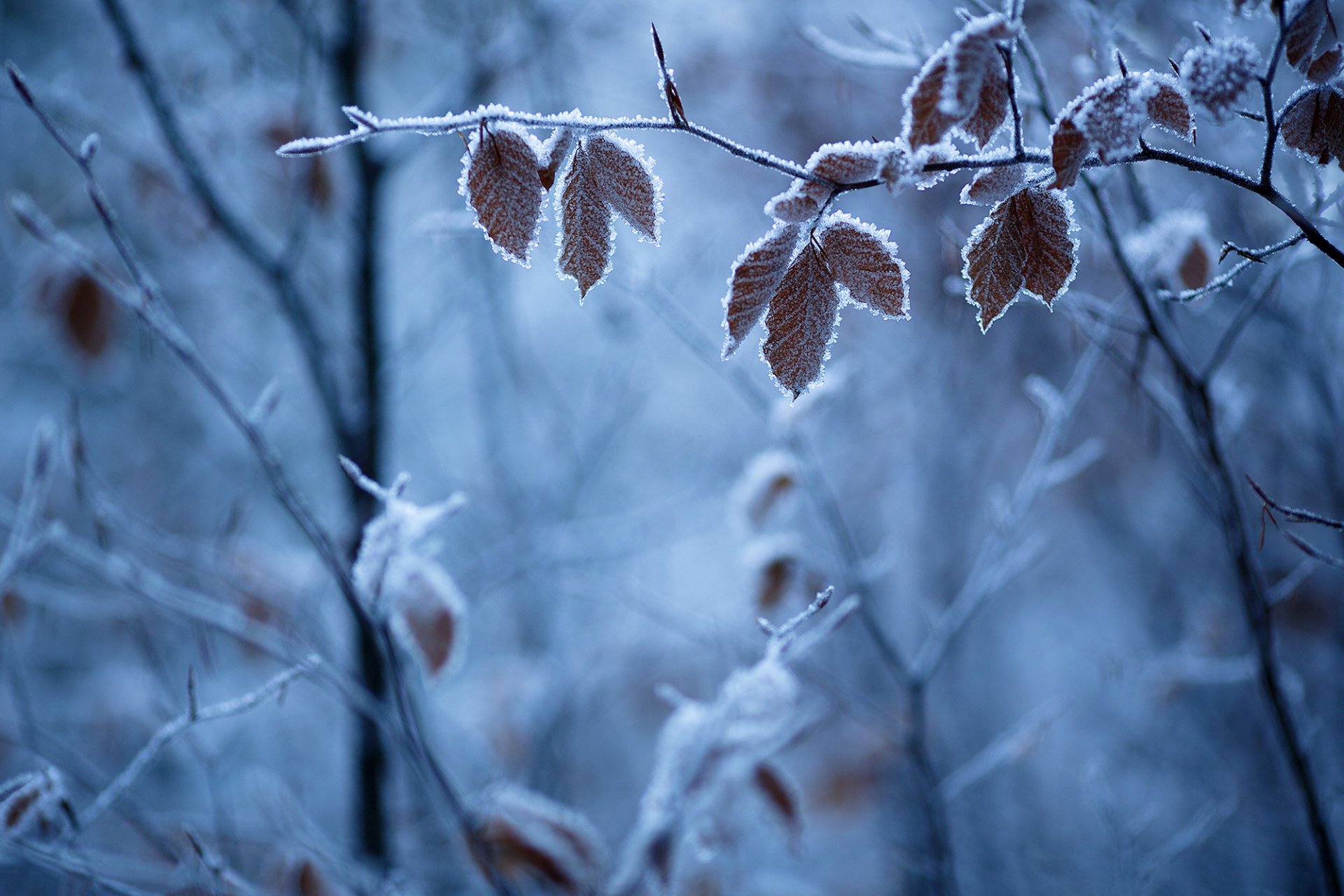 invierno naturaleza ramas hojas escarcha escarcha