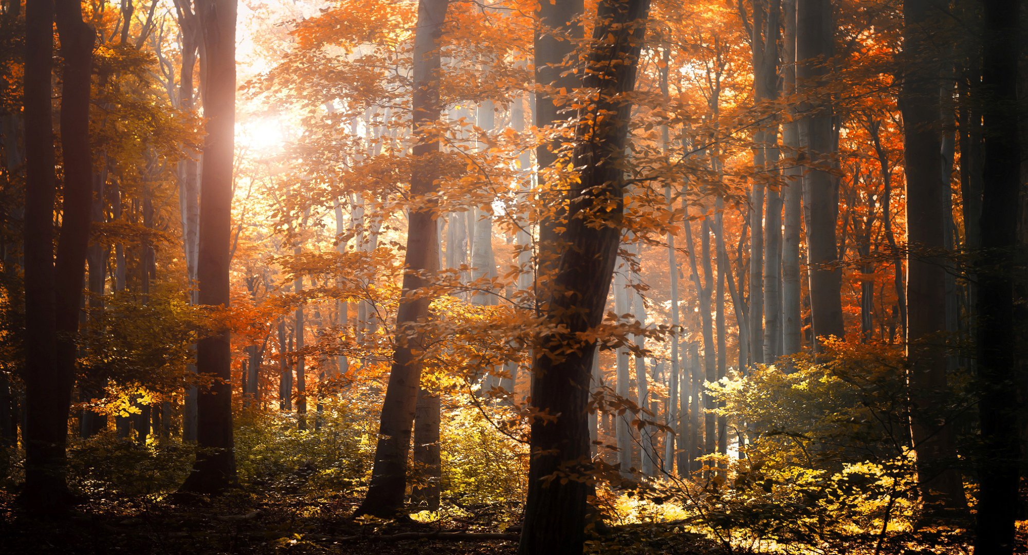 forêt automne feuillage arbres feuilles orange jaune lumière nature