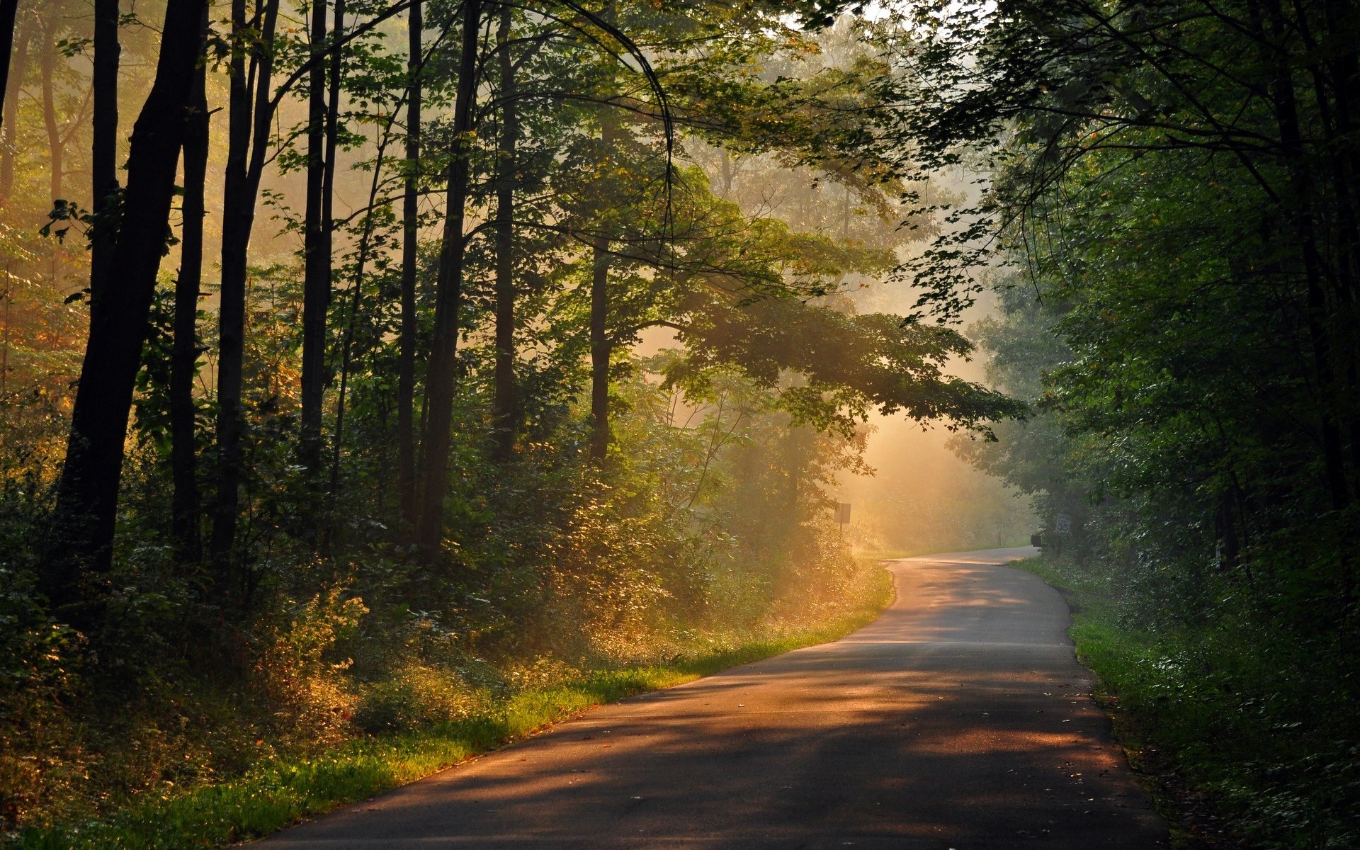 natur bäume baum blätter fußweg gehweg sonne strahlen tag hintergrund tapete widescreen vollbild widescreen widescreen