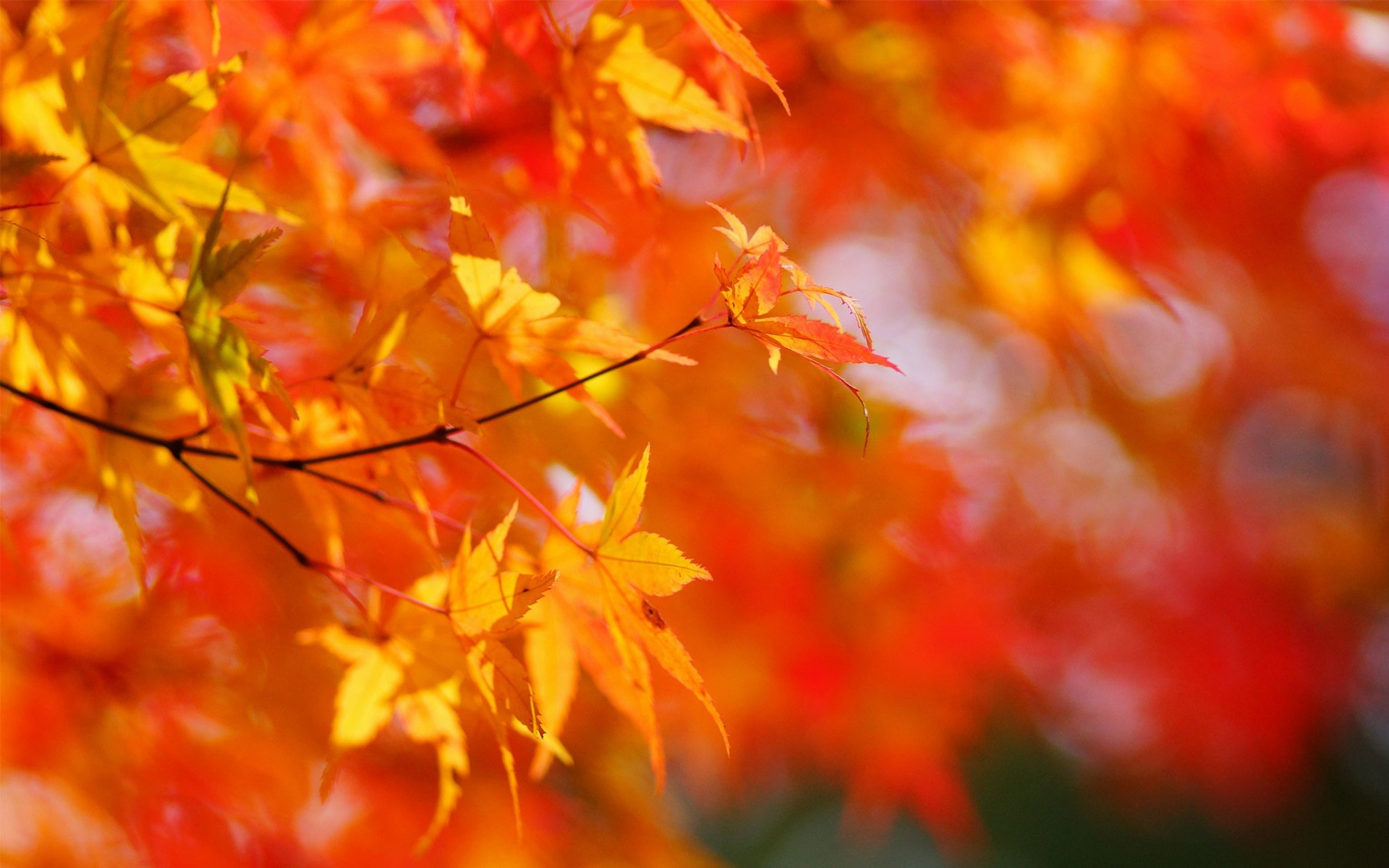 autumn maple tree crown leaves yellow sun solar