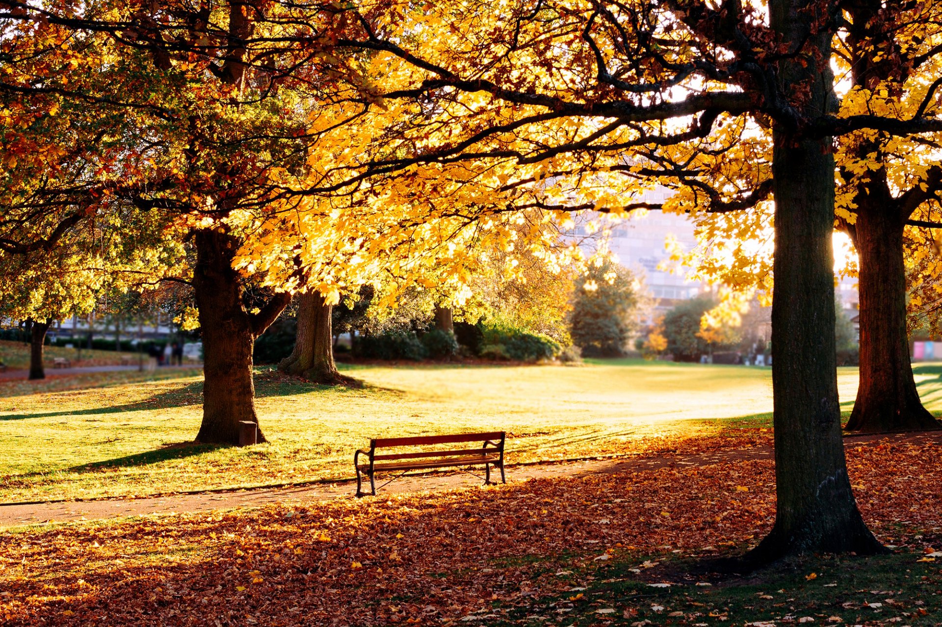 natura parco autunno panchina panchina panchina erba prato foglie giallo caduto alberi case