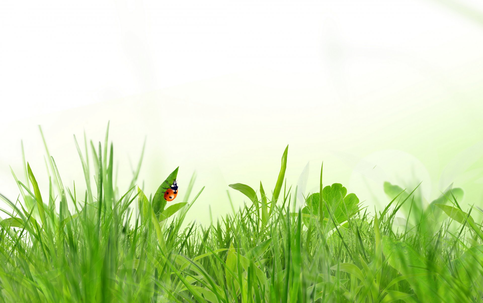 grass insect ladybug spring white background