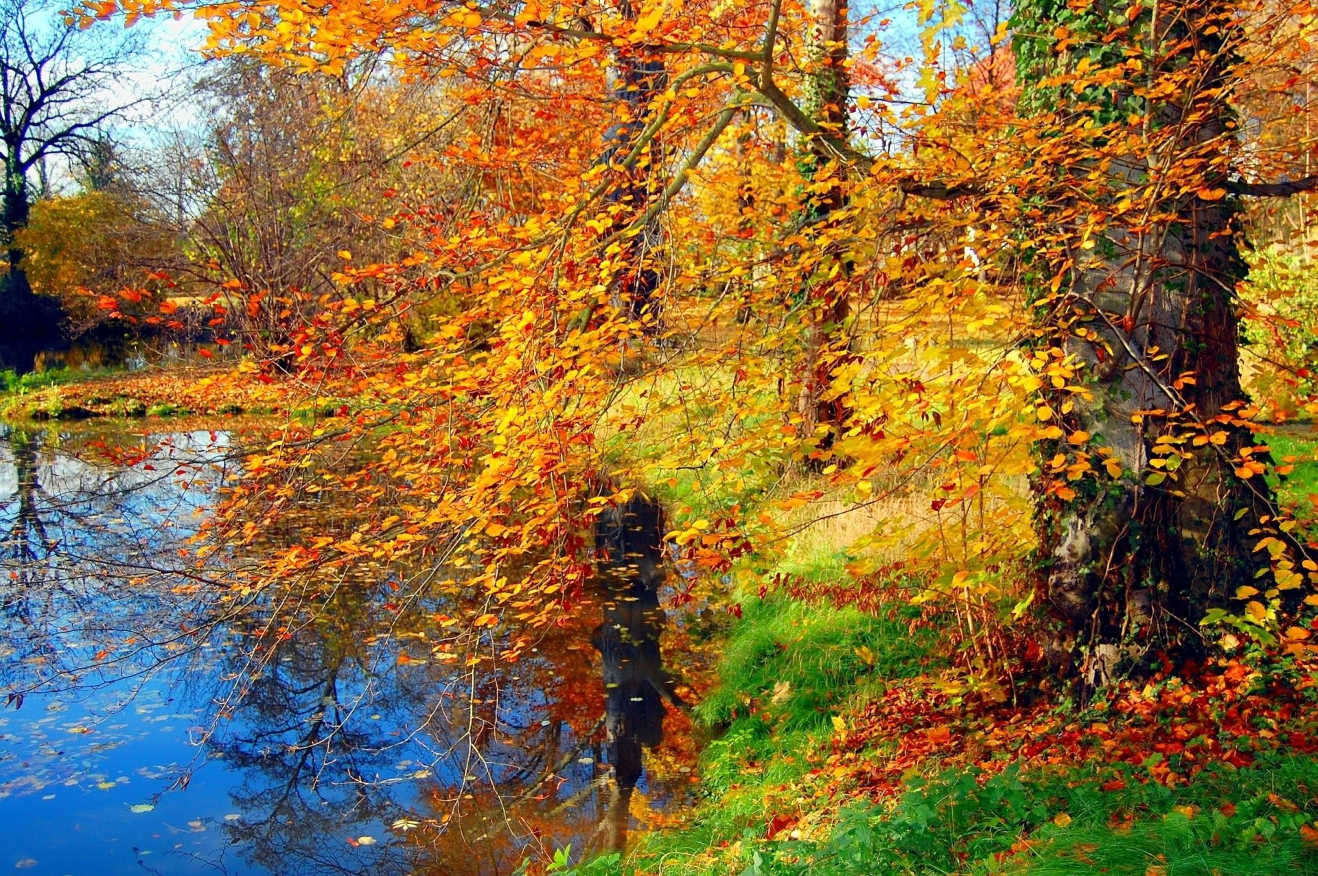 erba alberi rami foglie autunno stagno fogliame