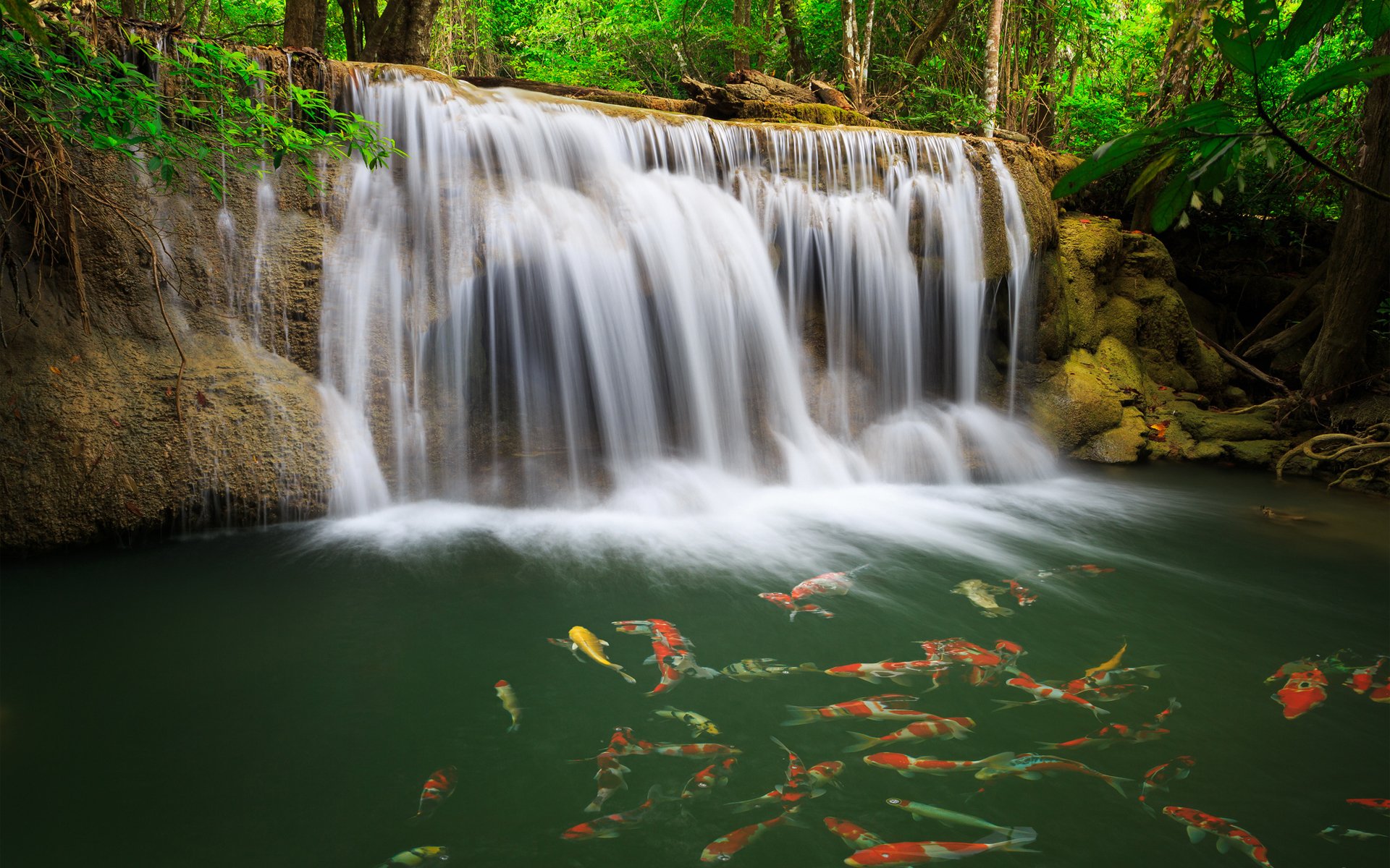 cascada agua pescado vegetación karasi